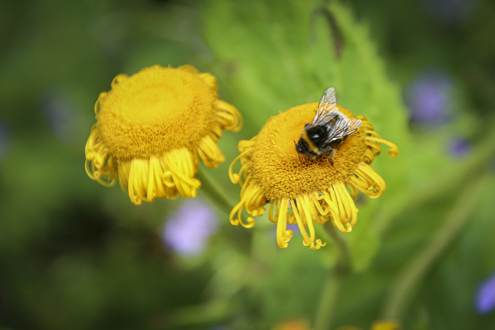 Canon EOS 6D + Canon EF 28-300mm F3.5-5.6L IS USM sample photo. Bee, hummel, insect photography