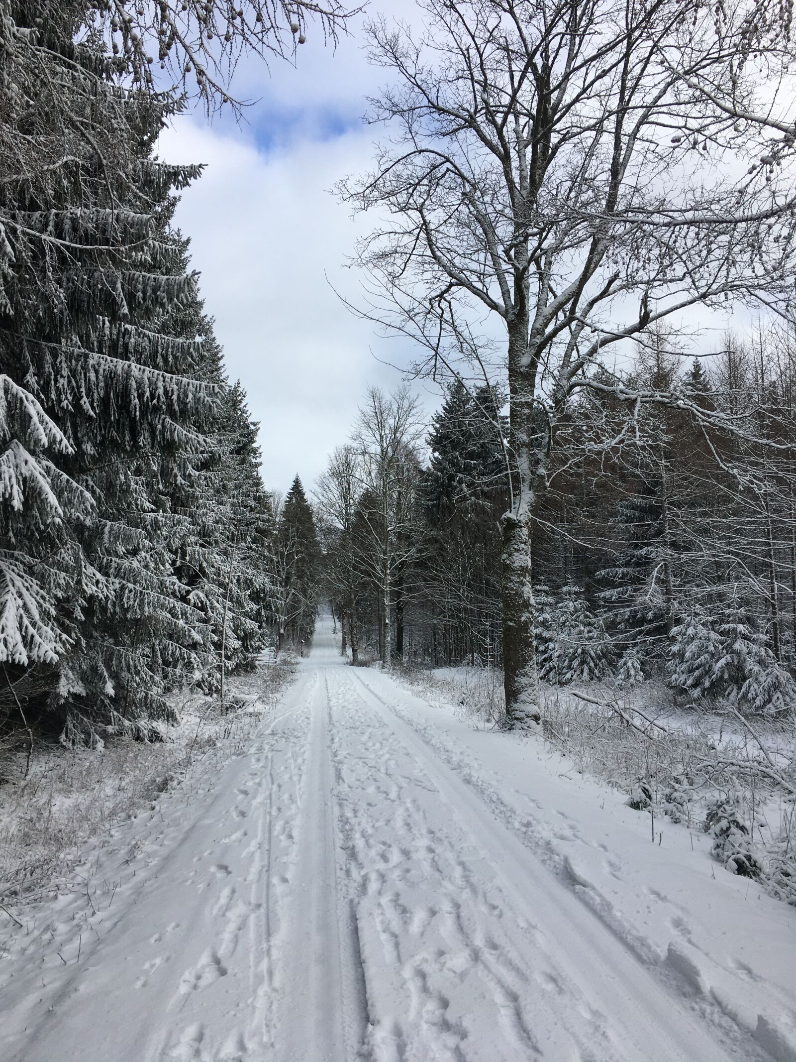 iPhone 6s back camera 4.15mm f/2.2 sample photo. Winter, snow, wintry photography