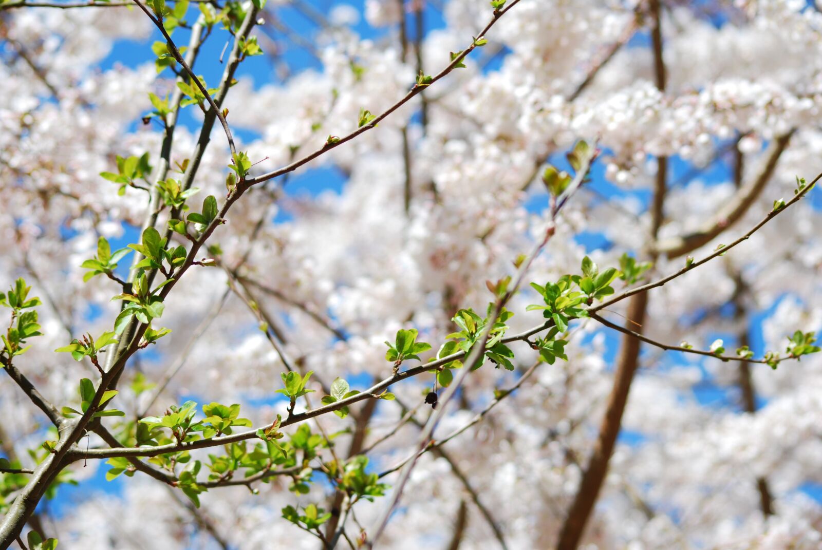 Nikon D80 sample photo. Spring, blooming, blossom photography