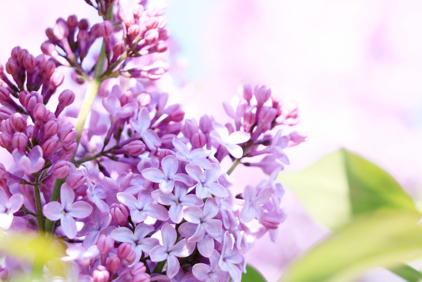 Canon EF 70-300 F4-5.6 IS II USM sample photo. Lilac, flowering, flower photography