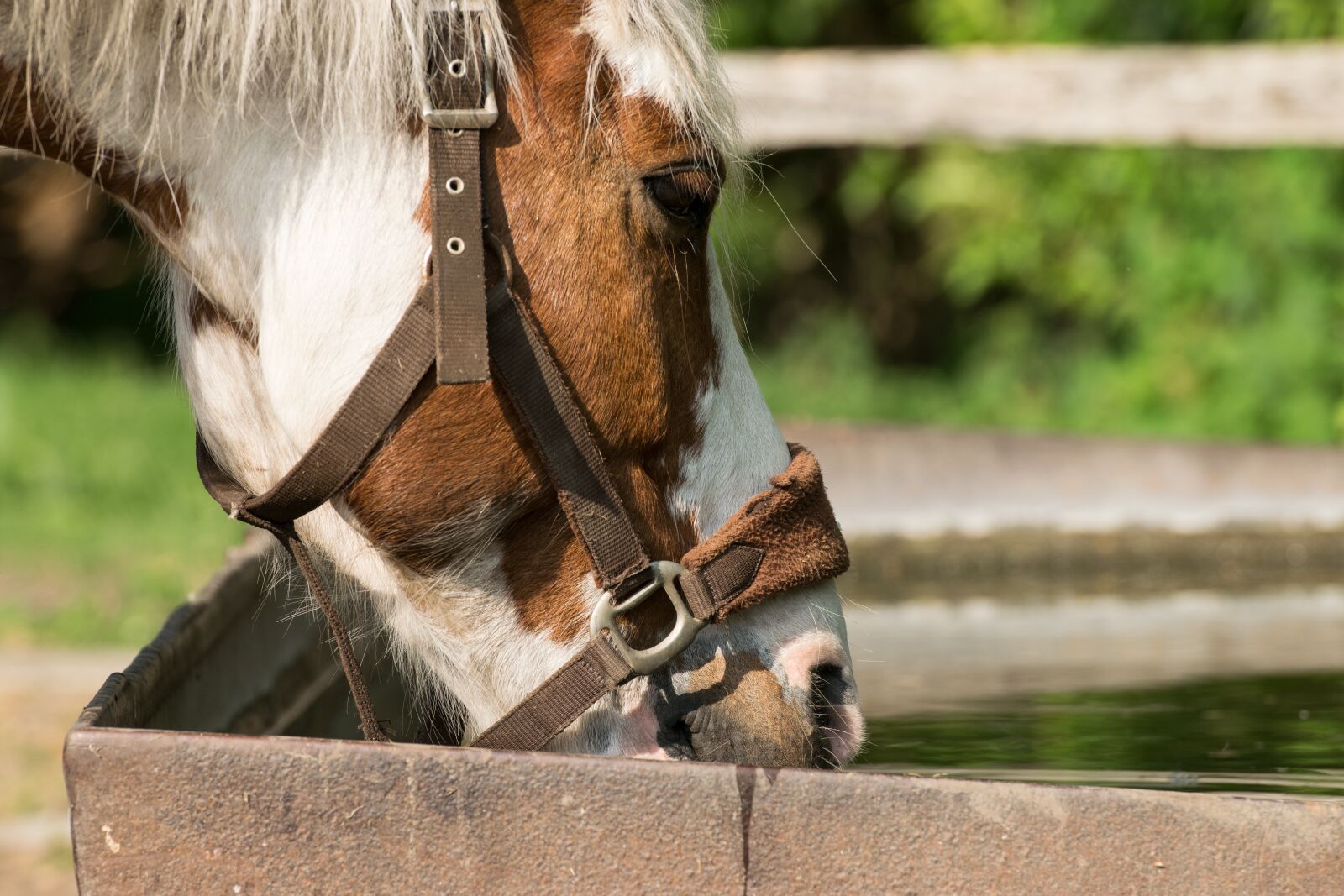 Nikon D3300 sample photo. Horse, water, potions photography