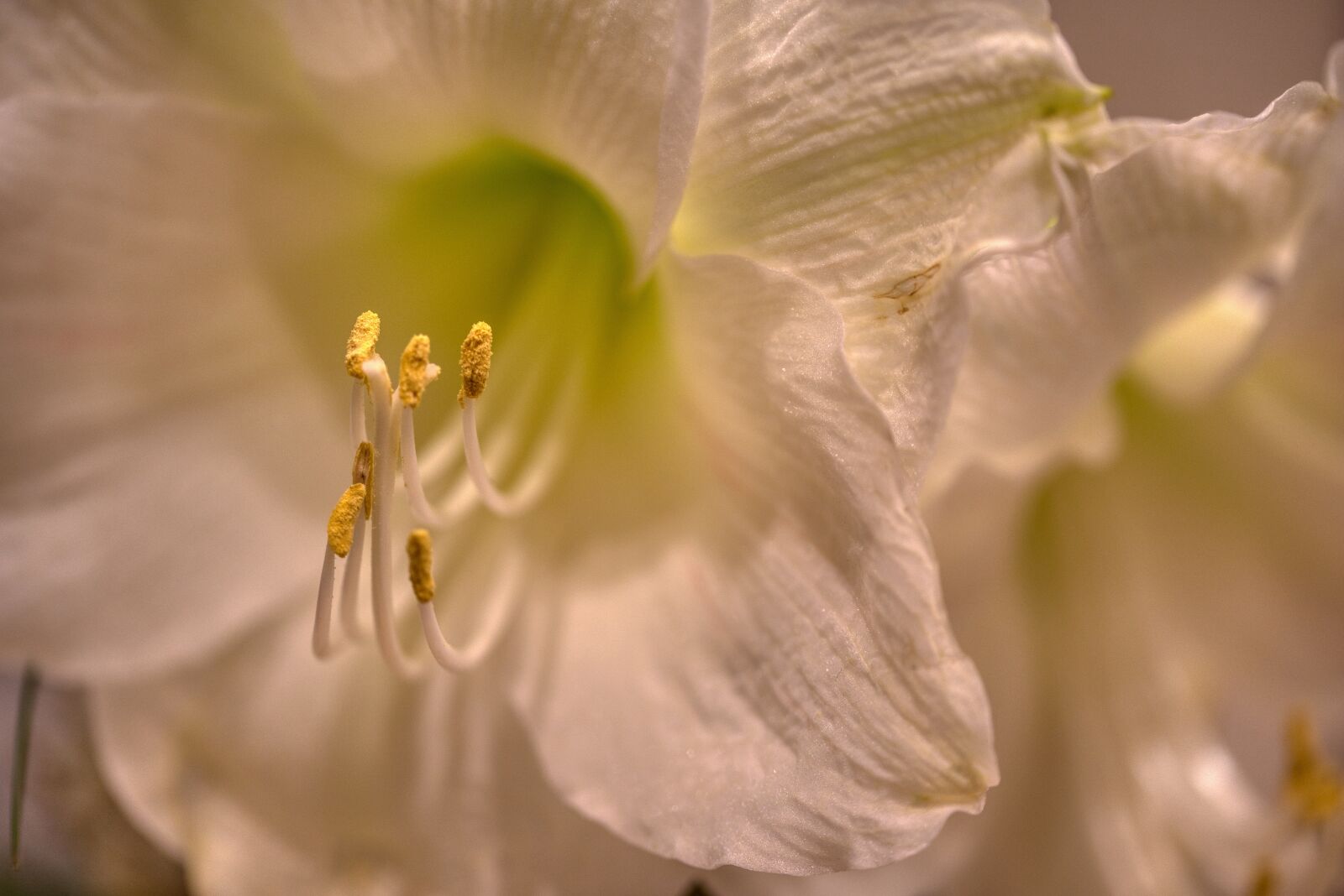 Nikon D750 sample photo. Amaryllis, blossom, bloom photography