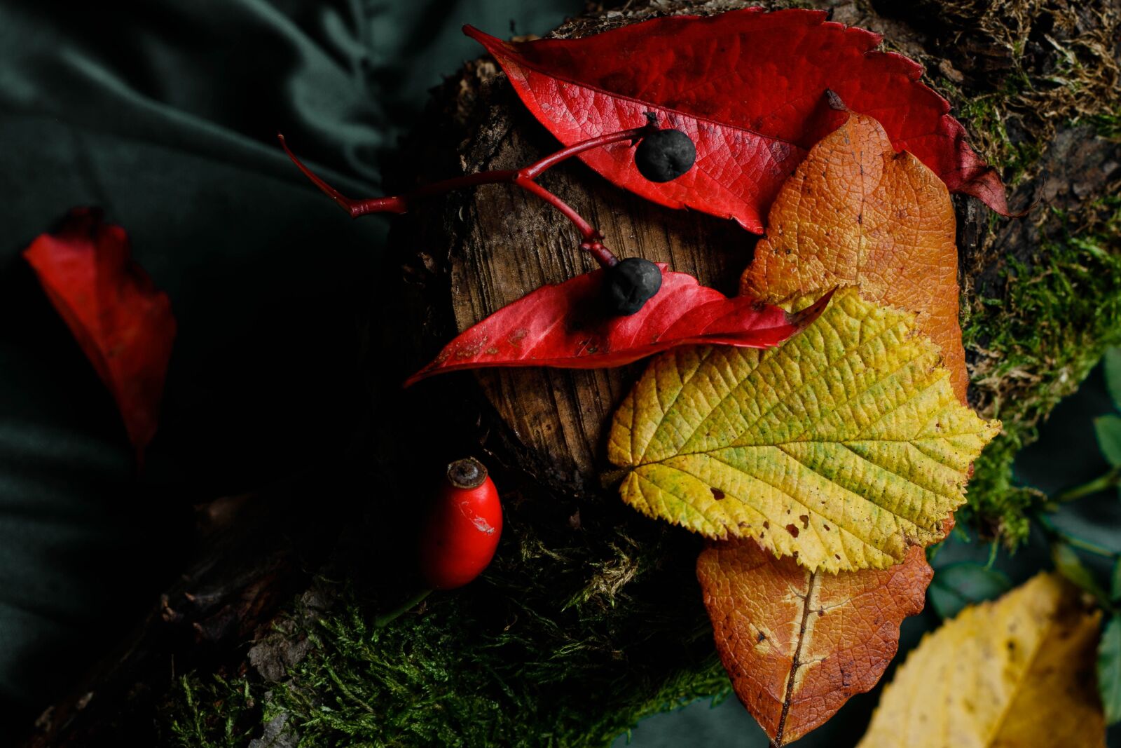 Canon EF 50mm F1.8 II sample photo. Autumn, leaves, nature photography
