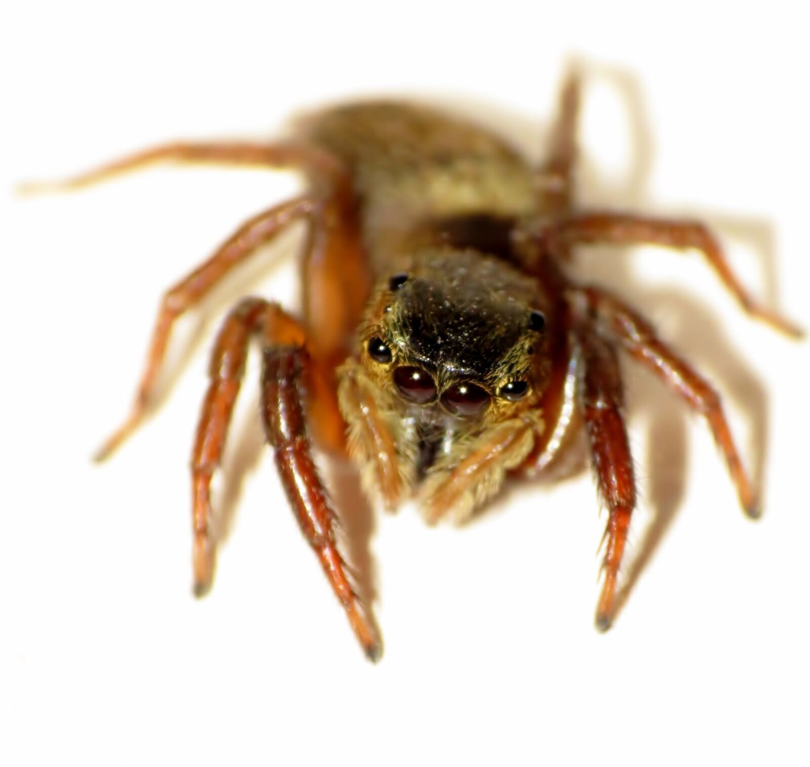 Canon PowerShot SX40 HS sample photo. Jumping, spider photography