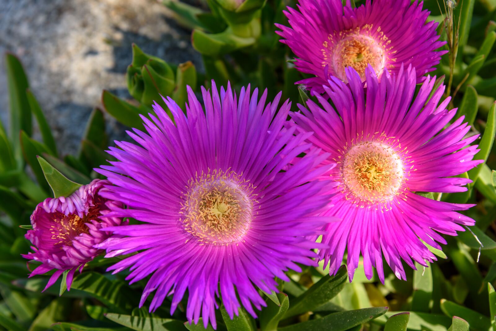 Nikon D750 sample photo. Flowers, colors, poyntta photography