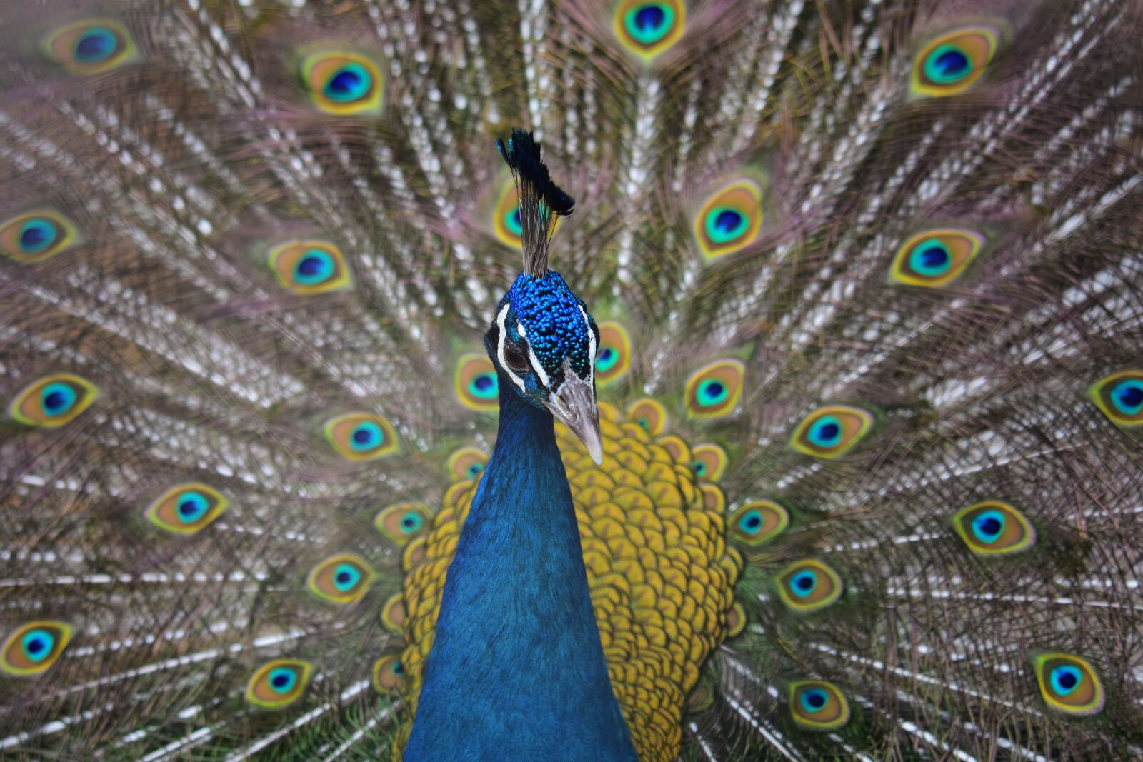 Nikon D7200 sample photo. Animal, bird, peacock photography