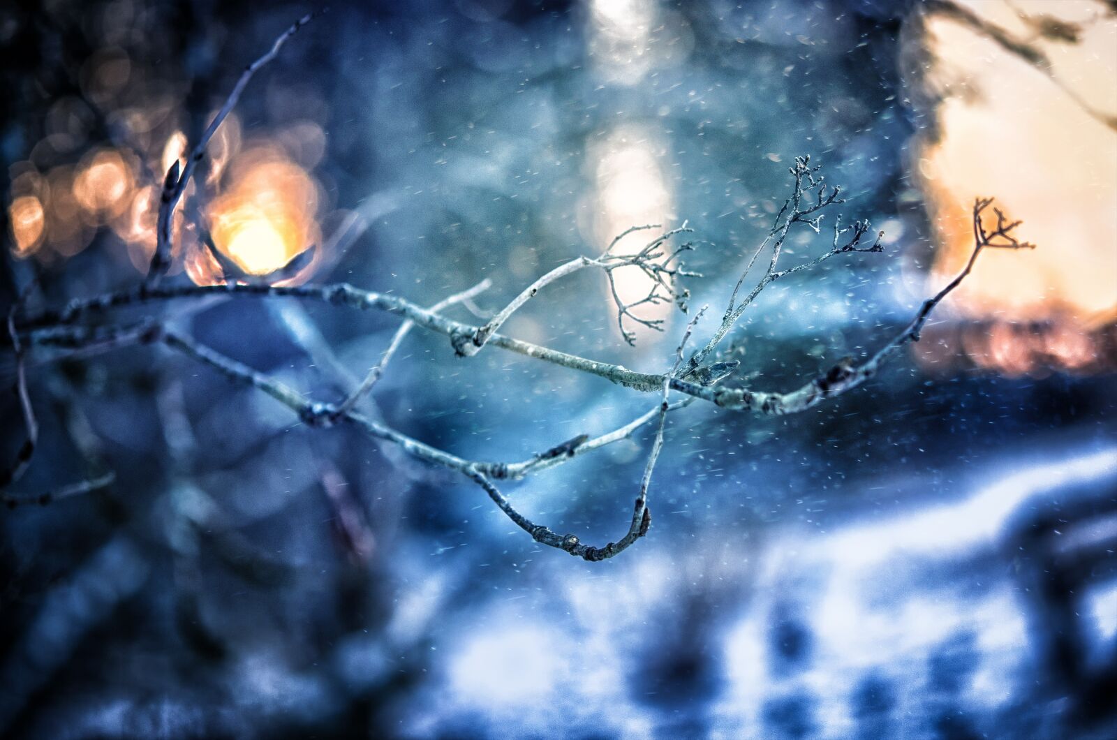 Nikon D7000 sample photo. Tree, branch, winter photography