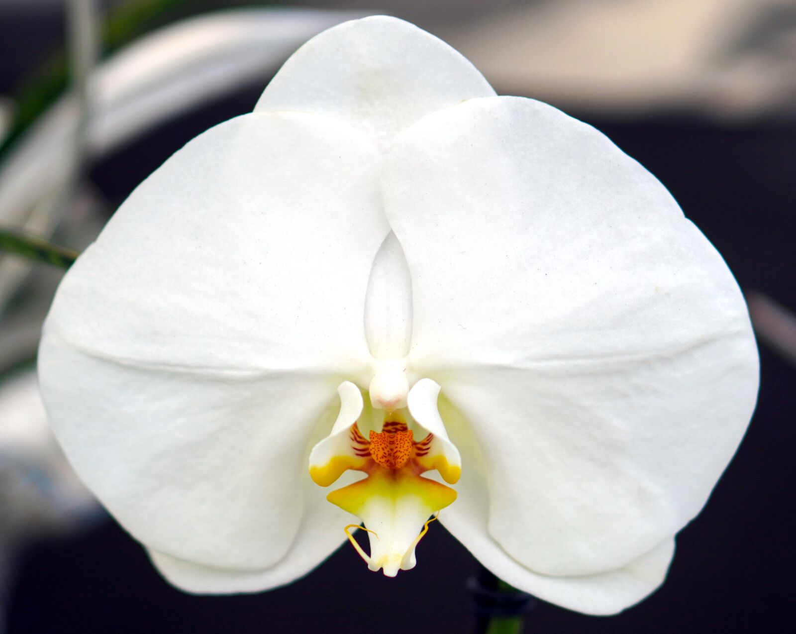 E 50mm F1.8 OSS sample photo. Orchids, blossom, bloom photography