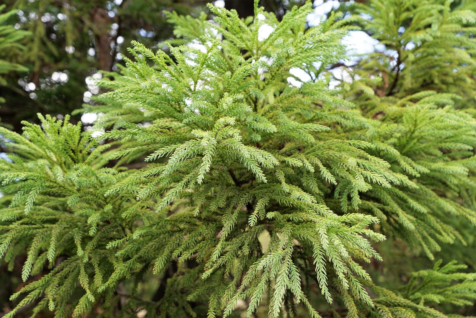 Sony ILCA-77M2 + Sony DT 16-50mm F2.8 SSM sample photo. Forest, green, azores photography