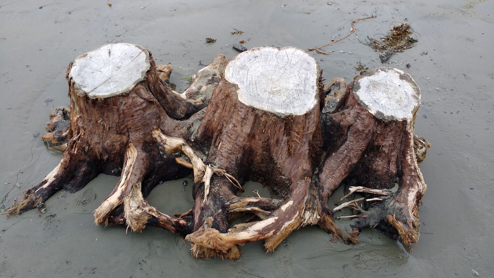 Motorola MotoG3 sample photo. Driftwood, stump, tree stump photography