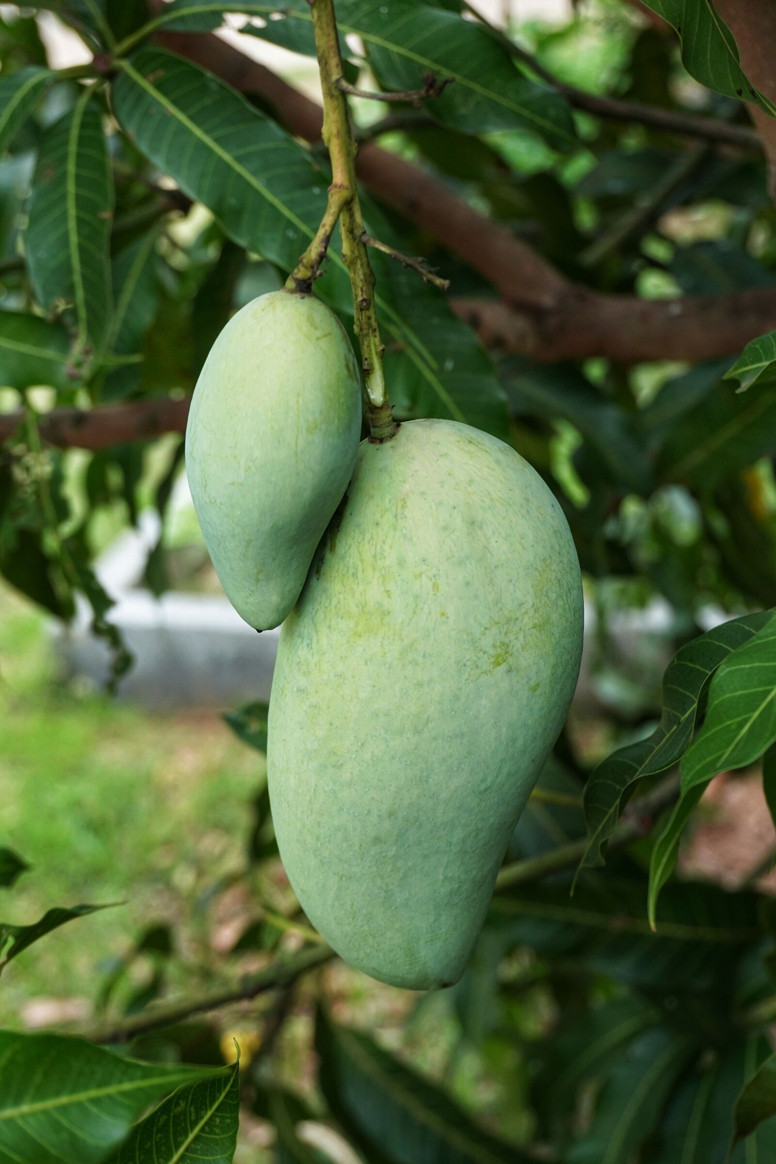Sony a6300 sample photo. Growing, green, mango photography