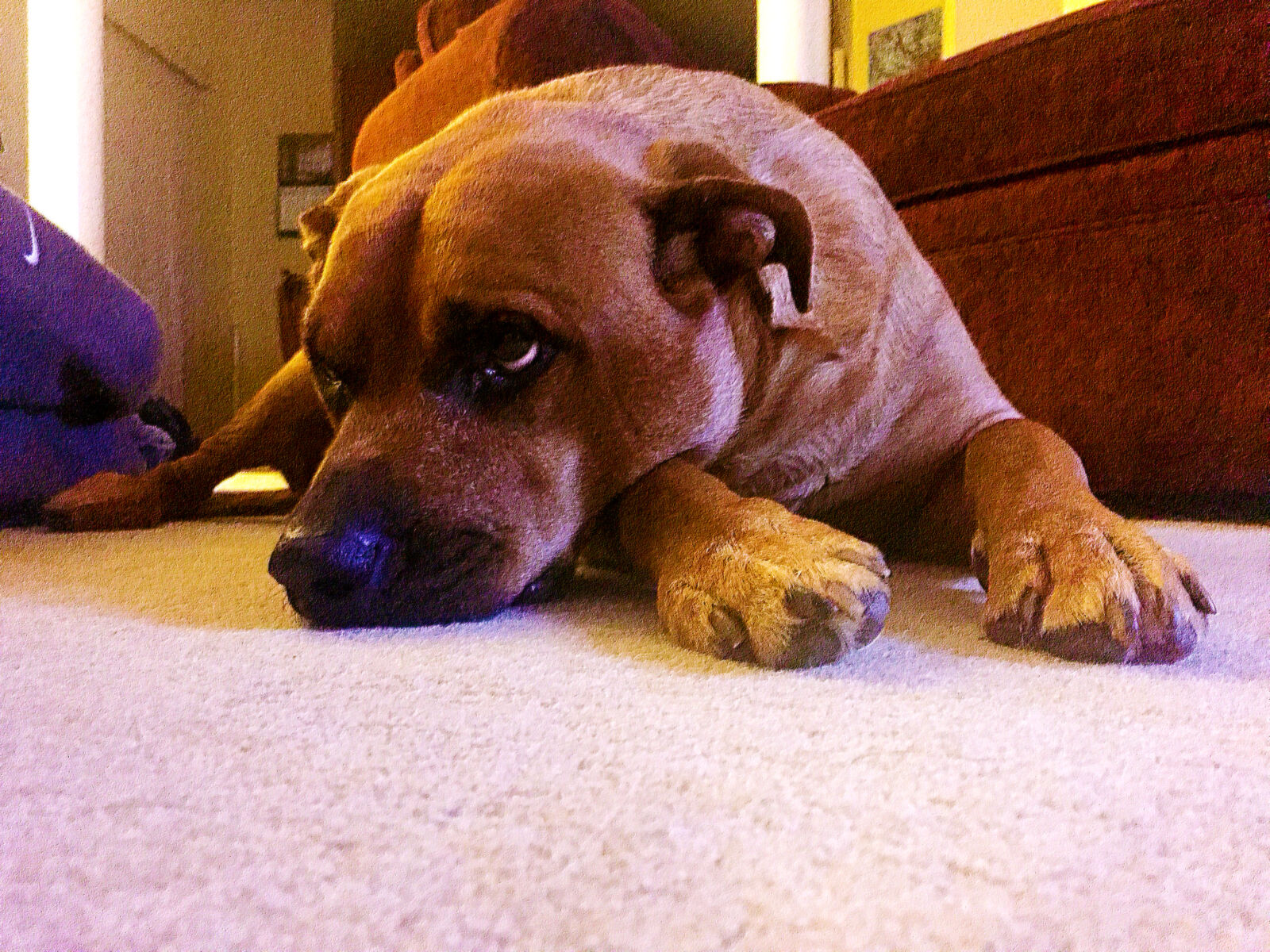 Apple iPhone 6 sample photo. Dog, in, trouble, sad photography
