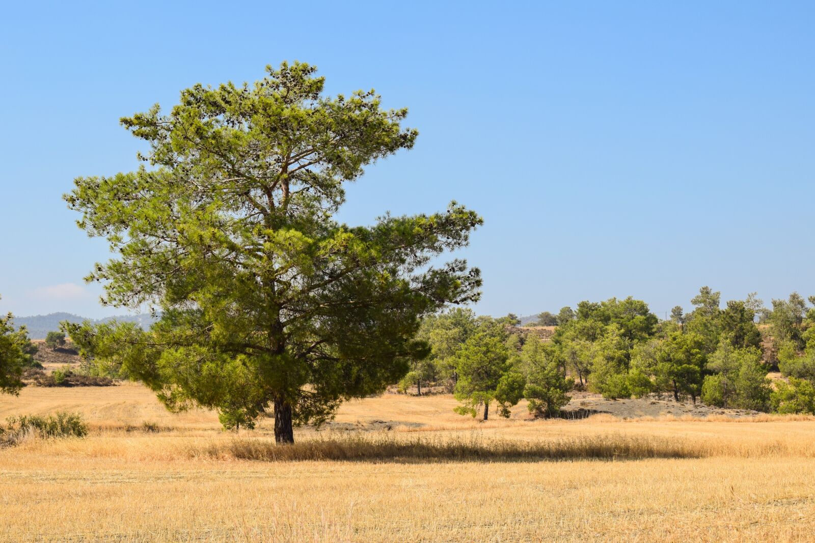 Nikon D3300 sample photo. Tree, landscape, field photography