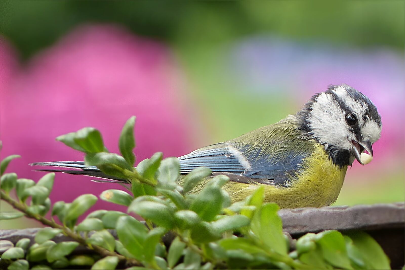 Panasonic Lumix DMC-FZ200 sample photo. Tit, blue tit, cyanistes photography