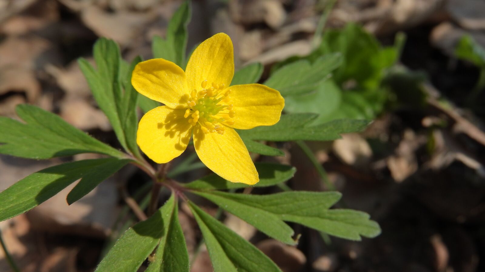 Nikon Coolpix P610 sample photo. Anemone ranunculoides, anemone, prysky photography