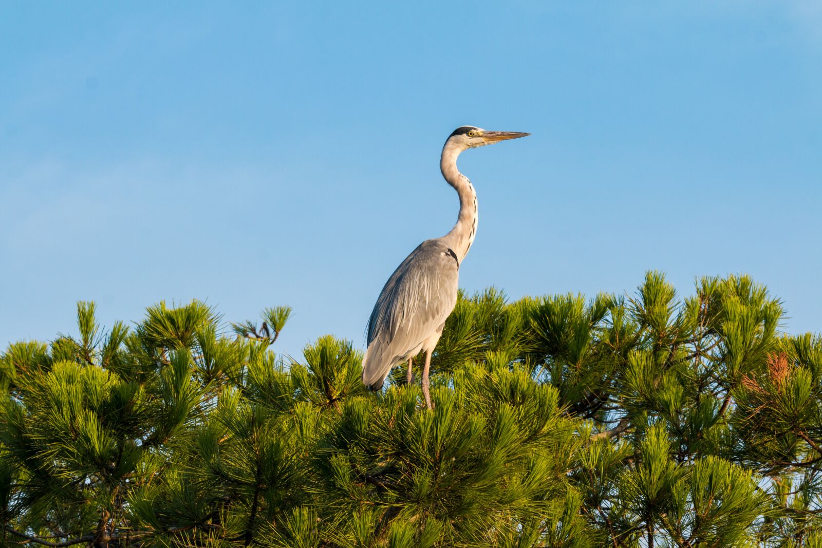 150-600mm F5-6.3 DG OS HSM | Contemporary 015 sample photo. Grey heron, heron, bird photography