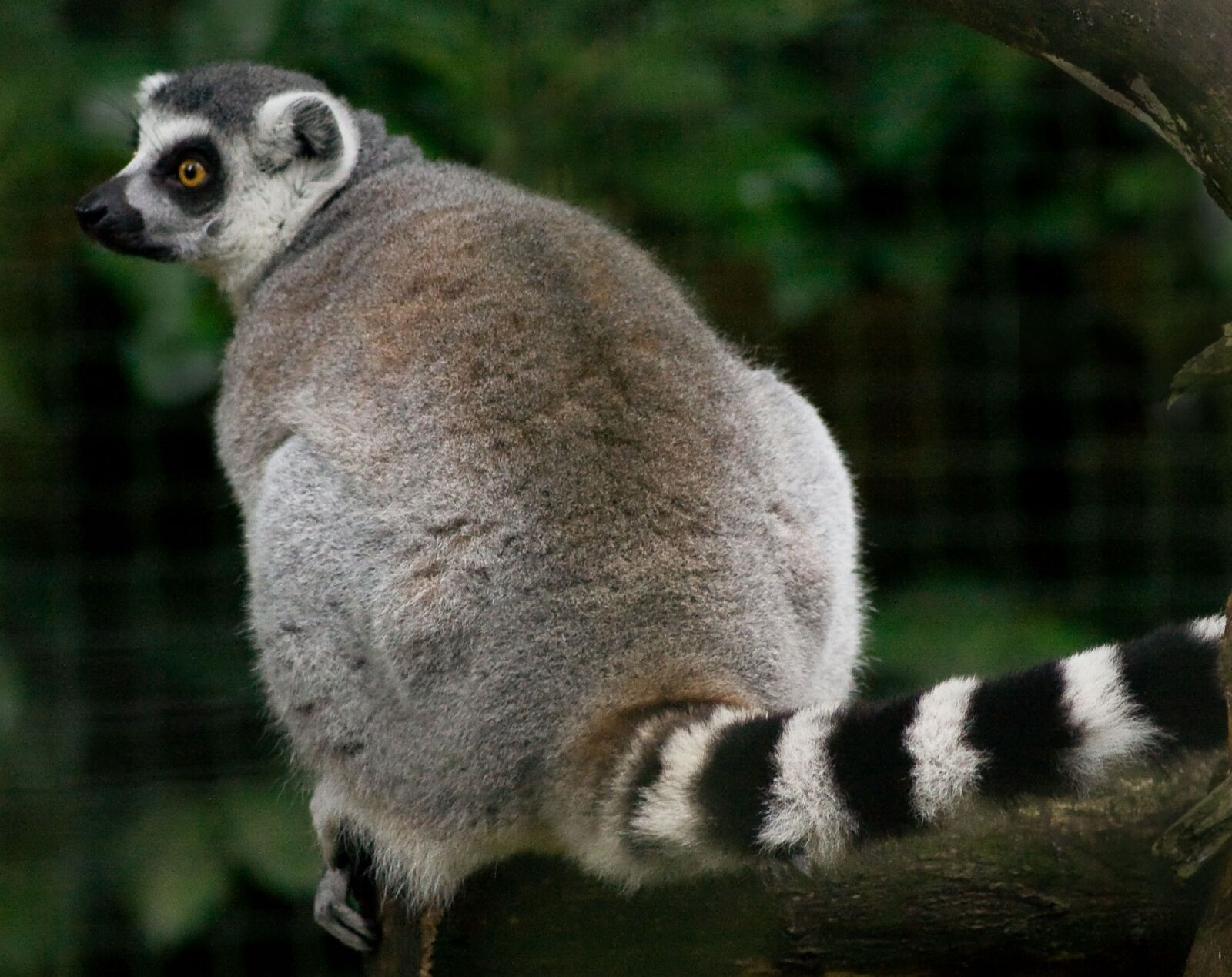 Canon EOS 350D (EOS Digital Rebel XT / EOS Kiss Digital N) sample photo. Lemur, ring tailed lemur photography