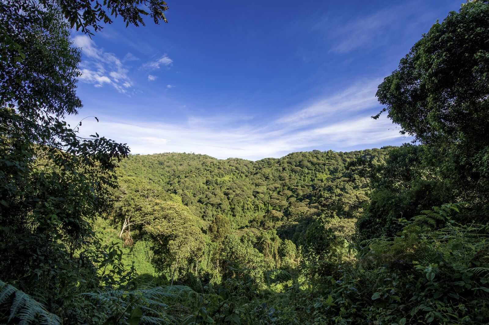 Nikon D3 sample photo. Uganda, jungle, forest photography