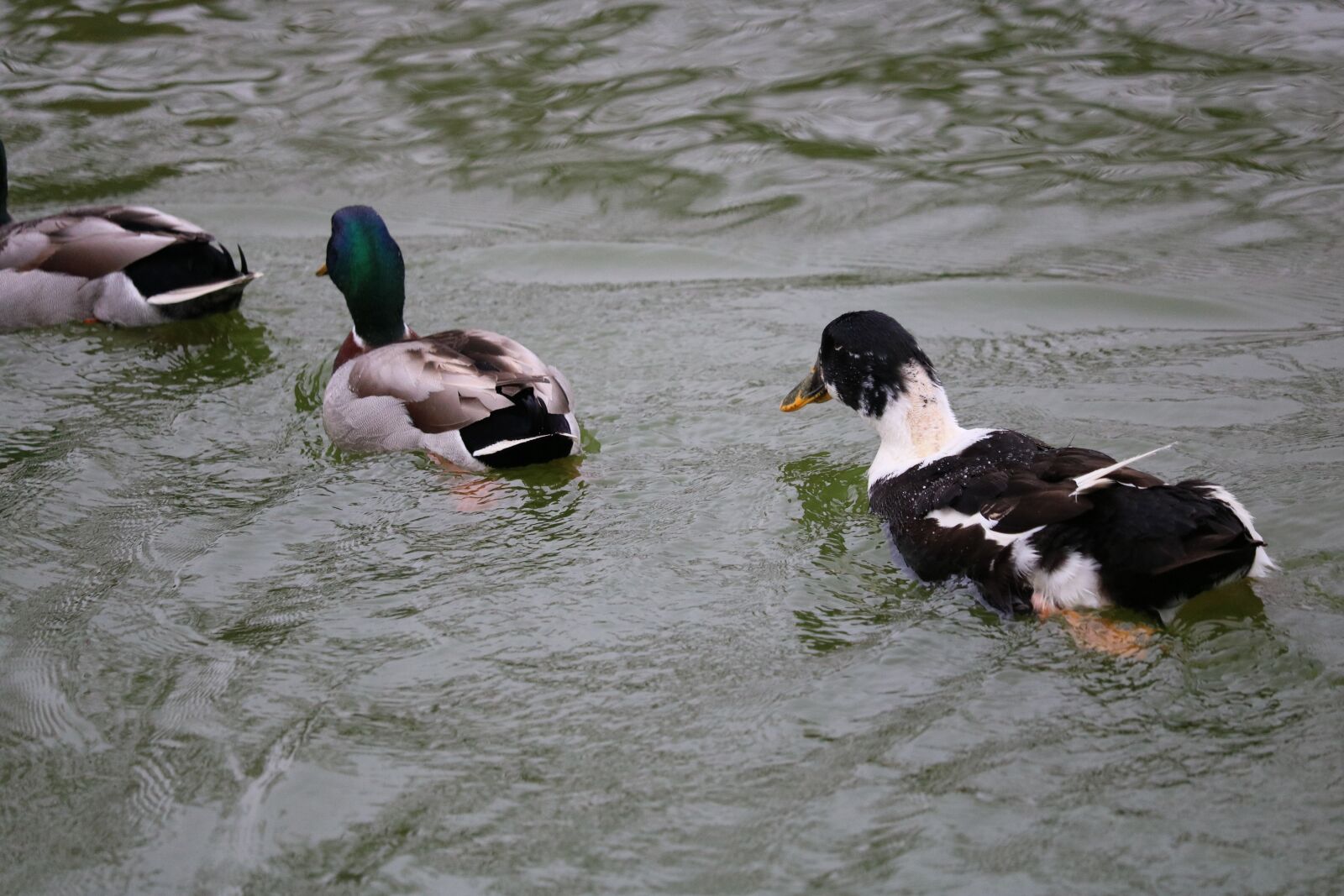 Canon EOS 750D (EOS Rebel T6i / EOS Kiss X8i) sample photo. Duck, body of water photography