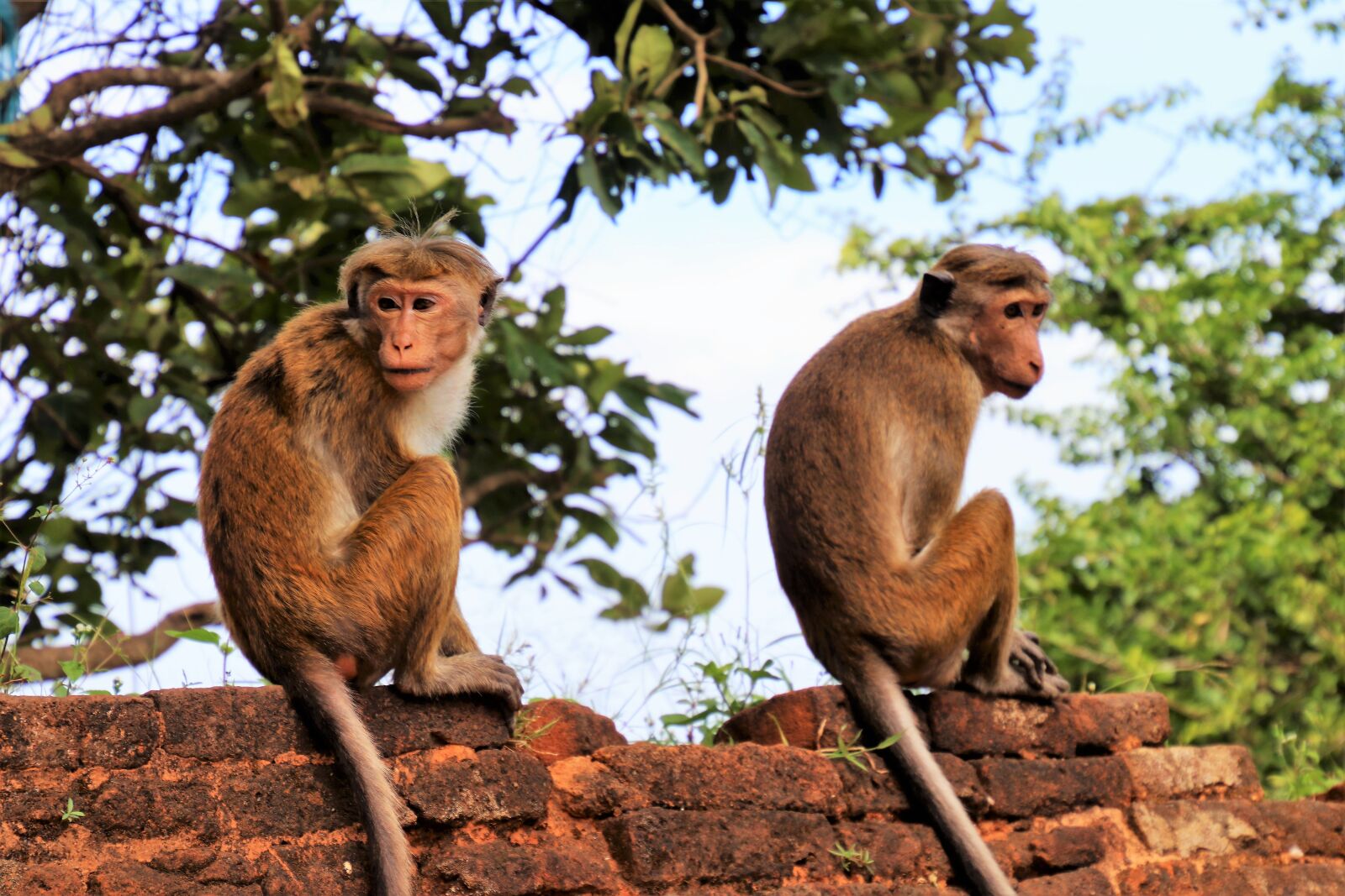Canon EOS 80D sample photo. Para, monkey, primates photography