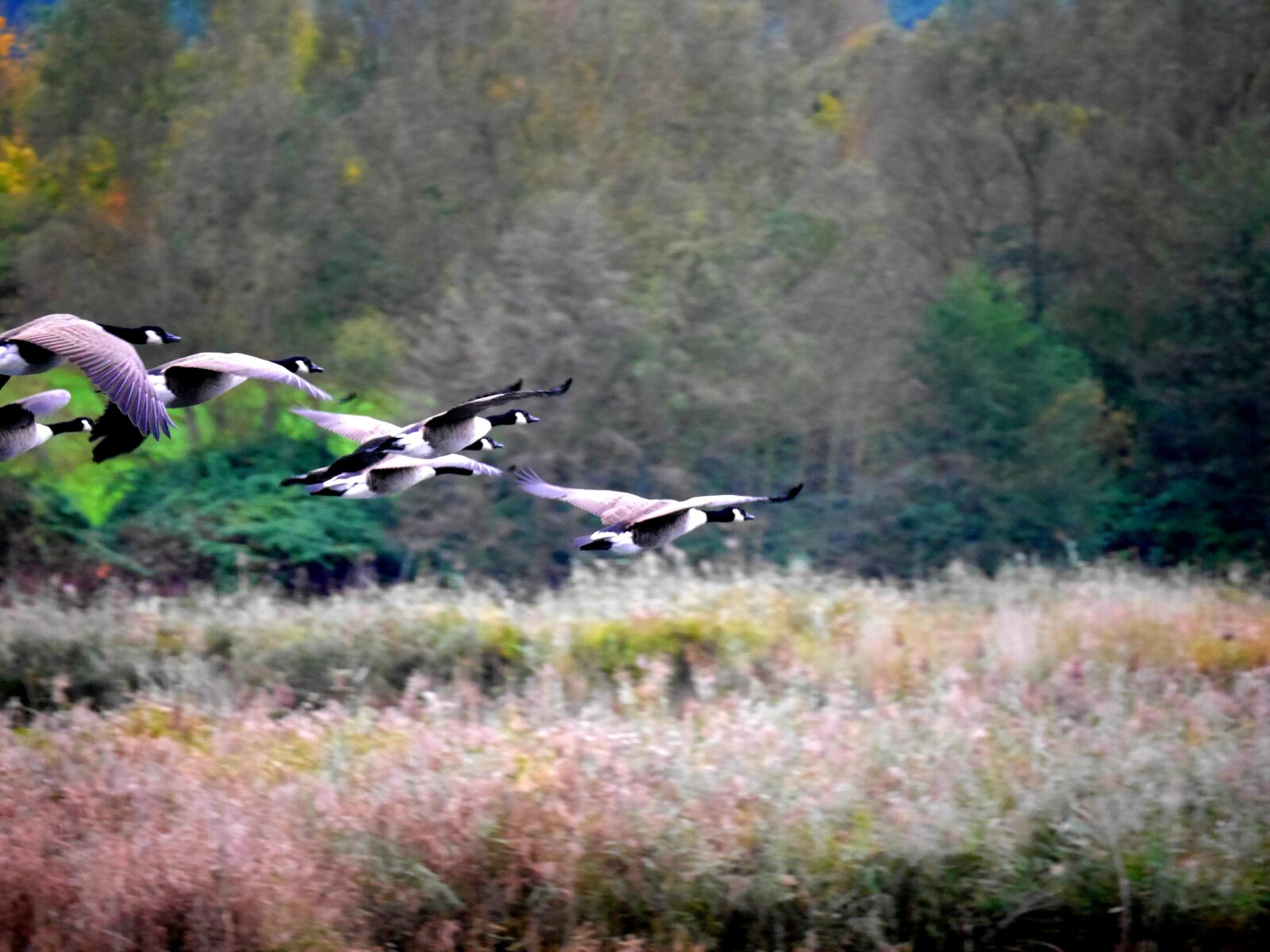 Panasonic Lumix DMC-G6 sample photo. Geese, migratory birds, nature photography