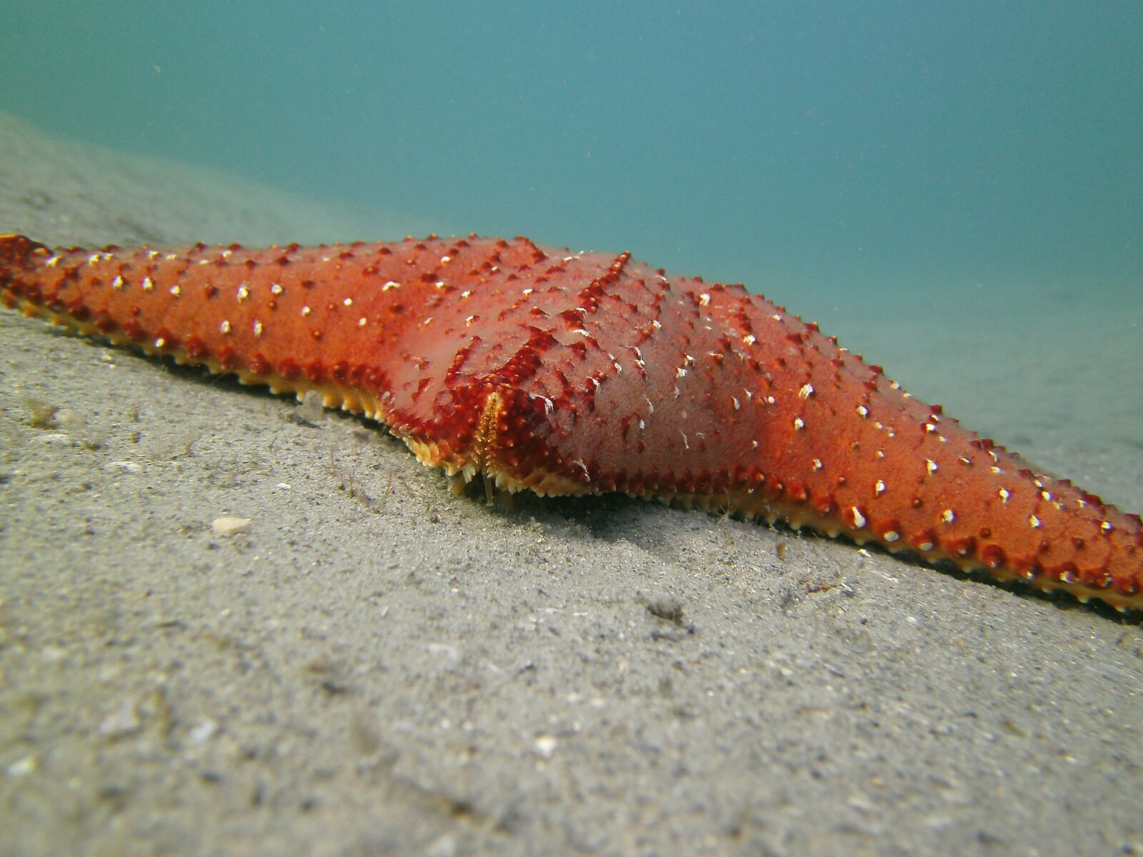 SeaLife                 DC1400 sample photo. Starfish, scuba, sea photography