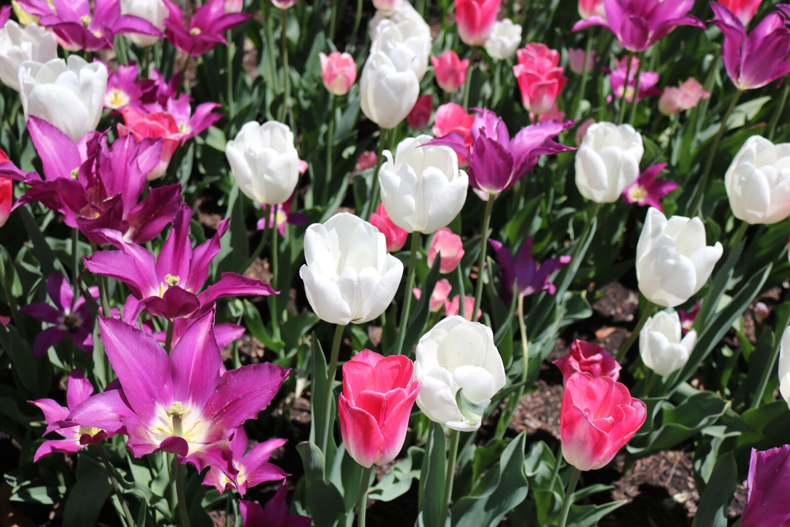 Canon EOS 750D (EOS Rebel T6i / EOS Kiss X8i) sample photo. Tulips, flower, fresh photography