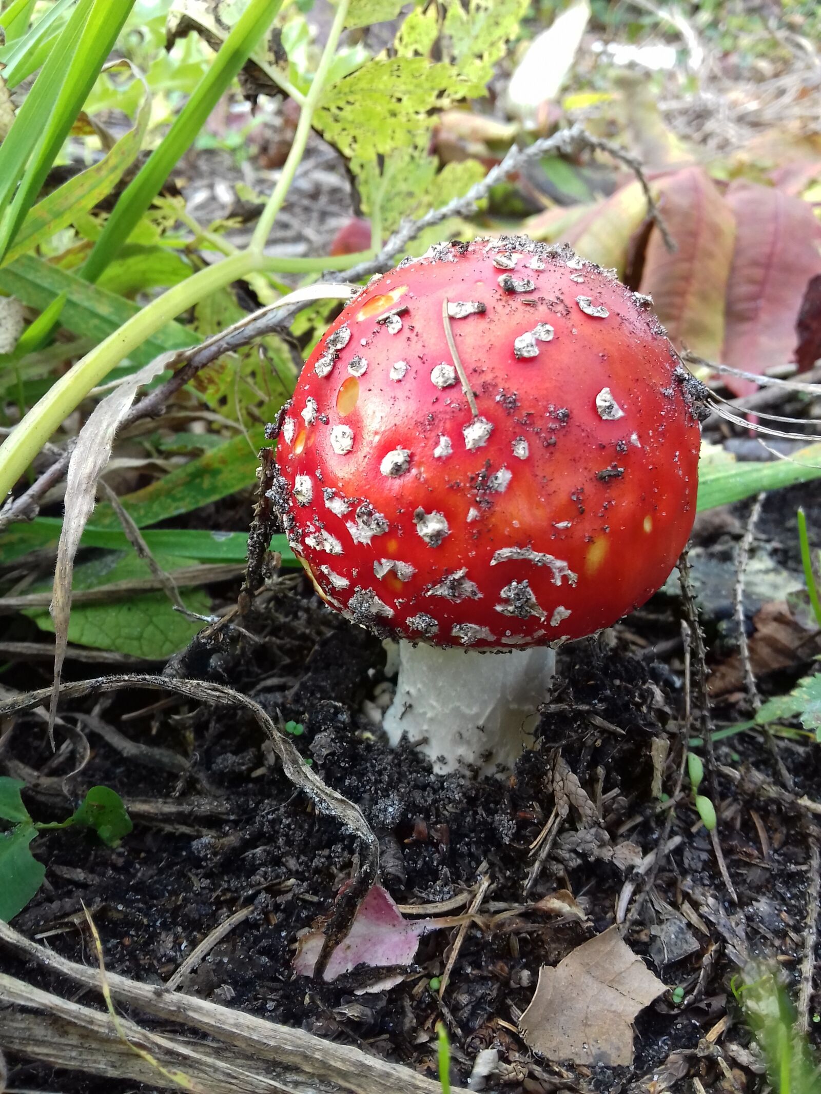 Samsung Galaxy J3(2016) sample photo. Mushroom, red fly agaric photography