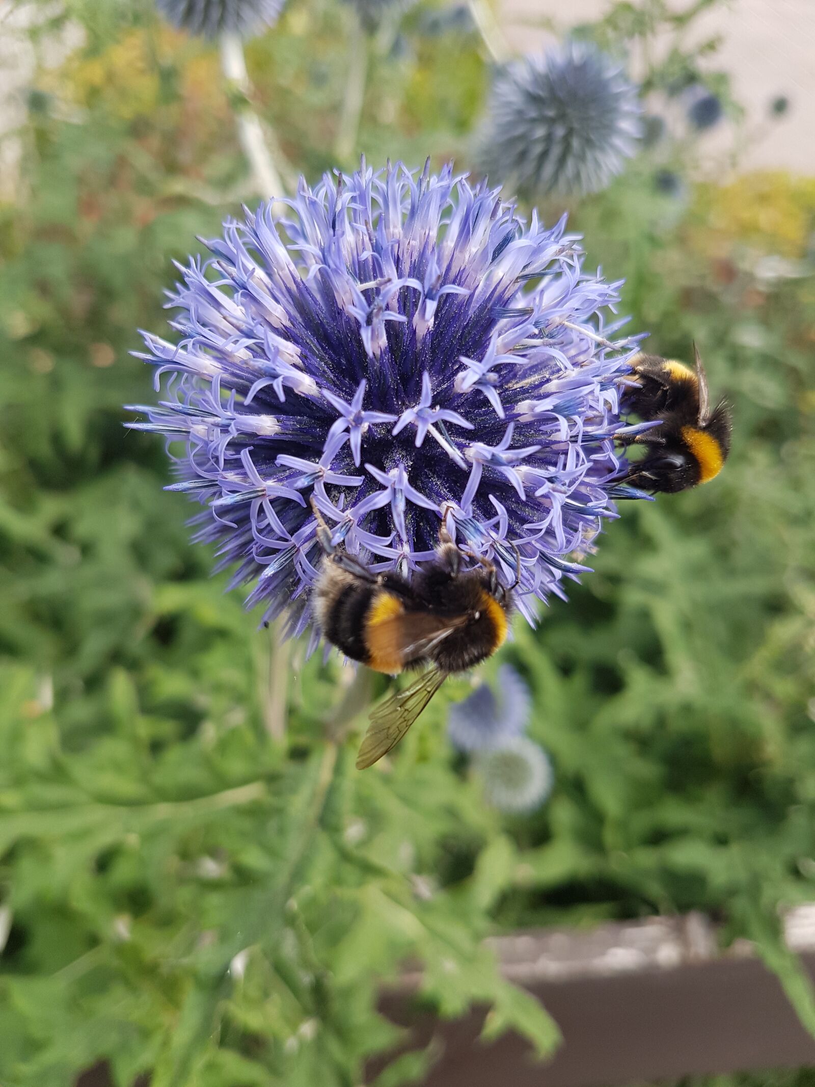 Samsung Galaxy S7 sample photo. Bees, nature, bee photography