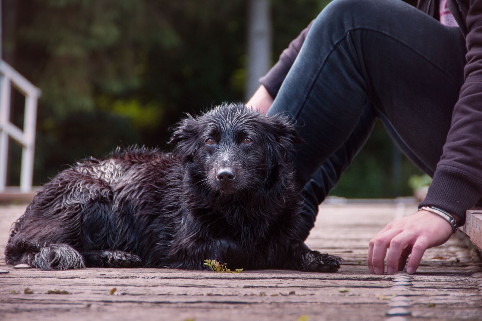 Canon EF-S 18-135mm F3.5-5.6 IS sample photo. Wet dog, dog, wet photography