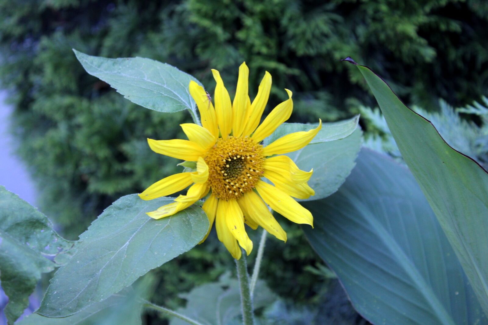 Canon EOS 1200D (EOS Rebel T5 / EOS Kiss X70 / EOS Hi) sample photo. Sunflower, garden, summer photography