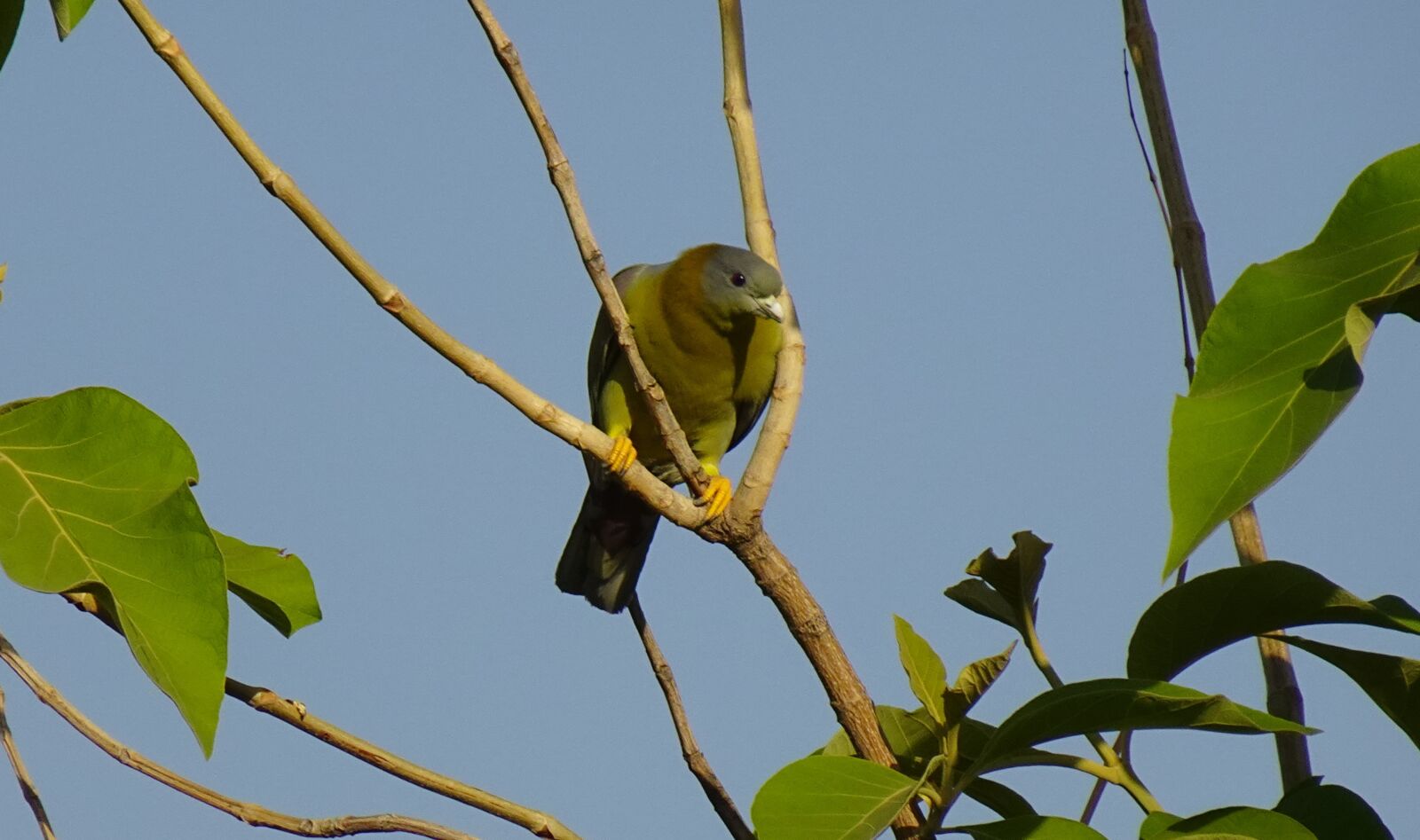 Sony DSC-WX800 sample photo. Bird, pigeon, yfgp photography