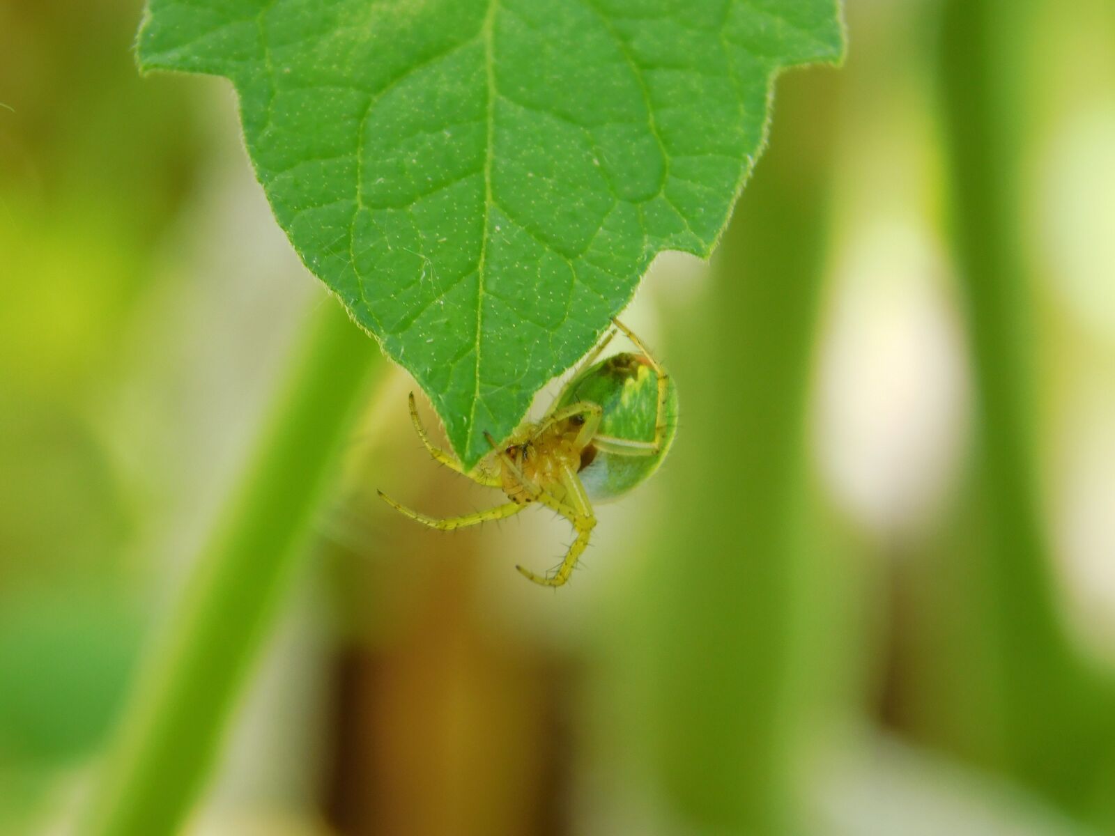 Nikon Coolpix L840 sample photo. Spider, insect, cobweb photography