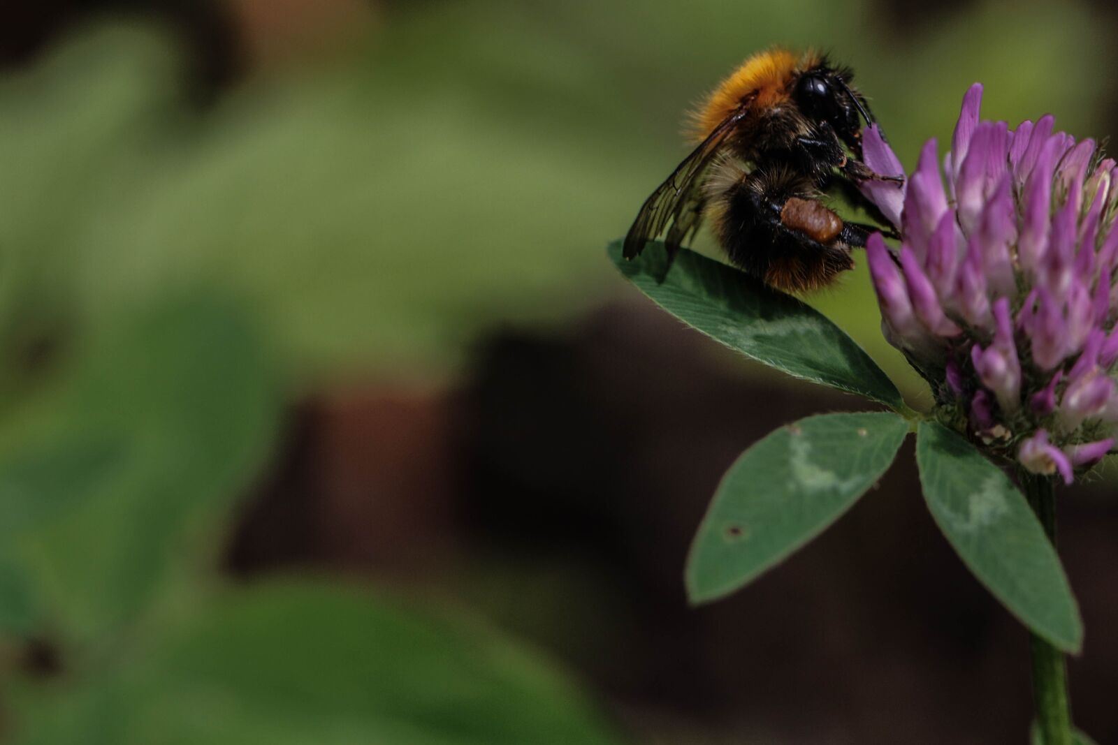 Canon EOS 7D Mark II sample photo. Bumblebee, flower, insect photography