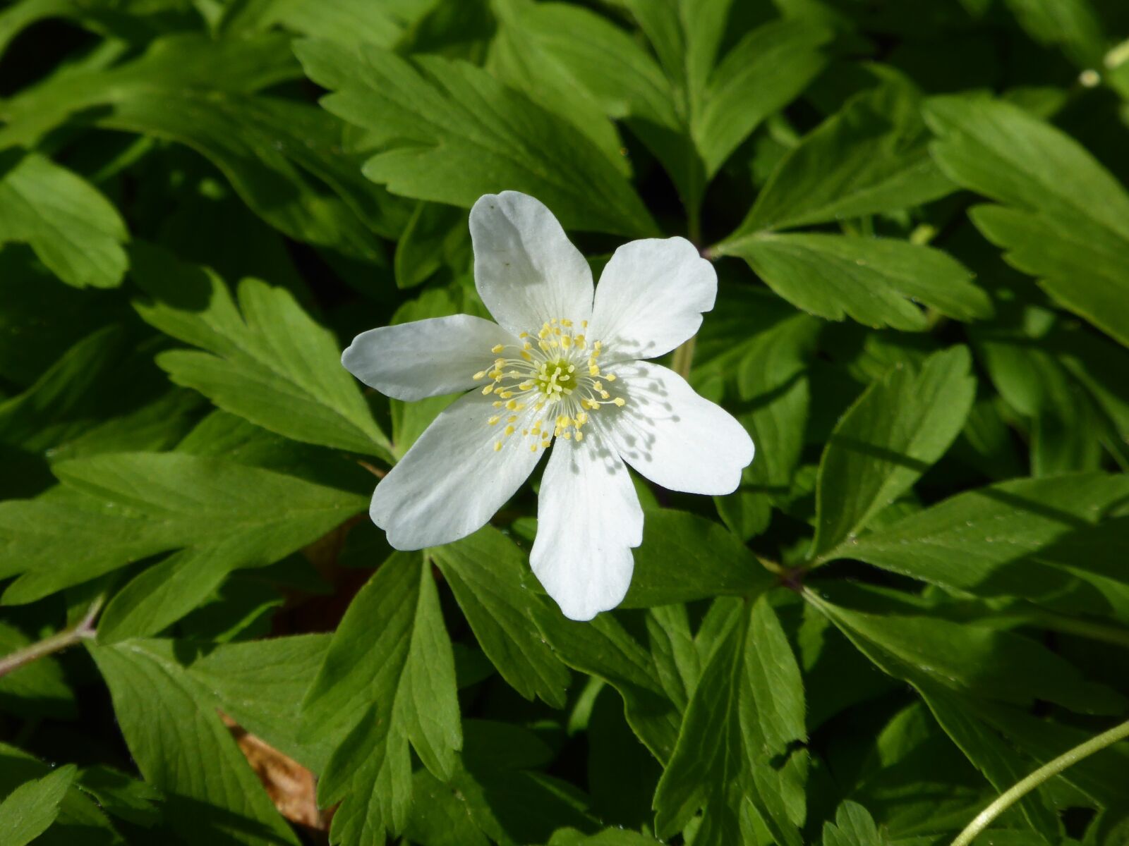Panasonic DMC-TZ61 sample photo. Wood anemone, white, spring photography