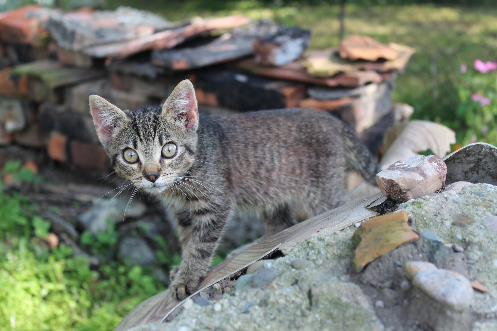 Canon EOS 1300D (EOS Rebel T6 / EOS Kiss X80) sample photo. Cat, the background, great photography