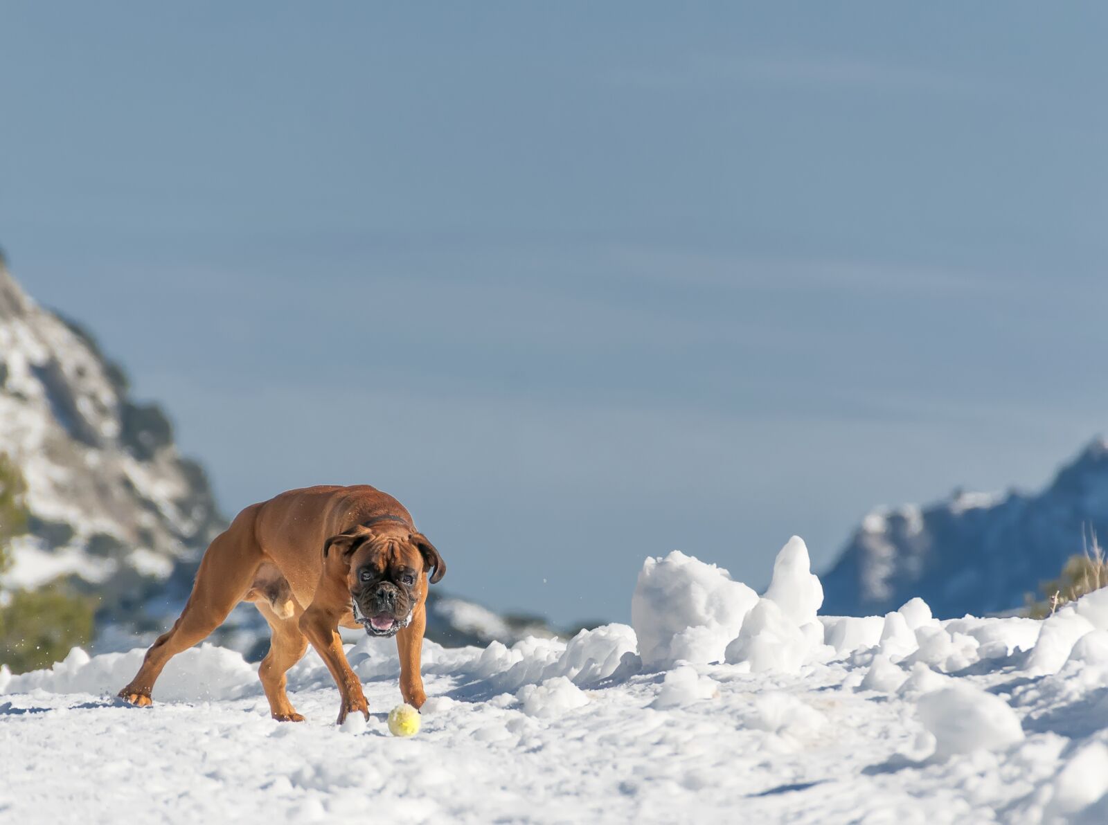 Nikon D300S sample photo. Dog, mallorca, snow photography