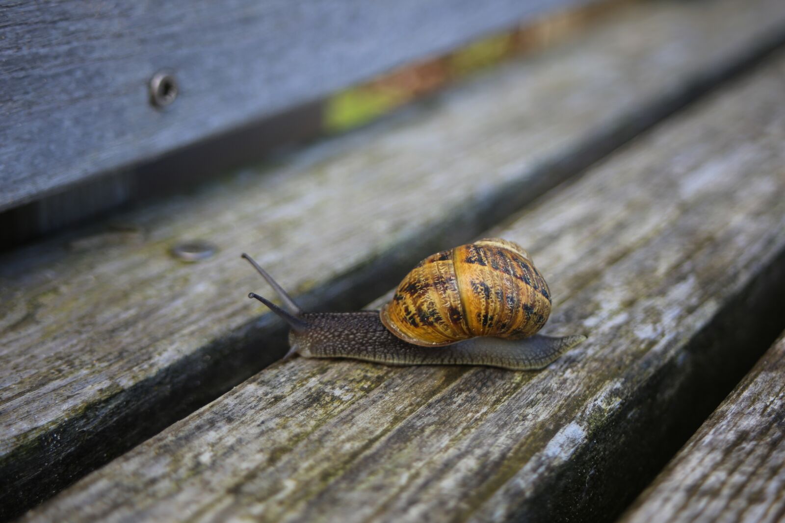 Canon EOS 6D + Canon EF 28-80mm f/3.5-5.6 sample photo. Snail, shell, reptile photography