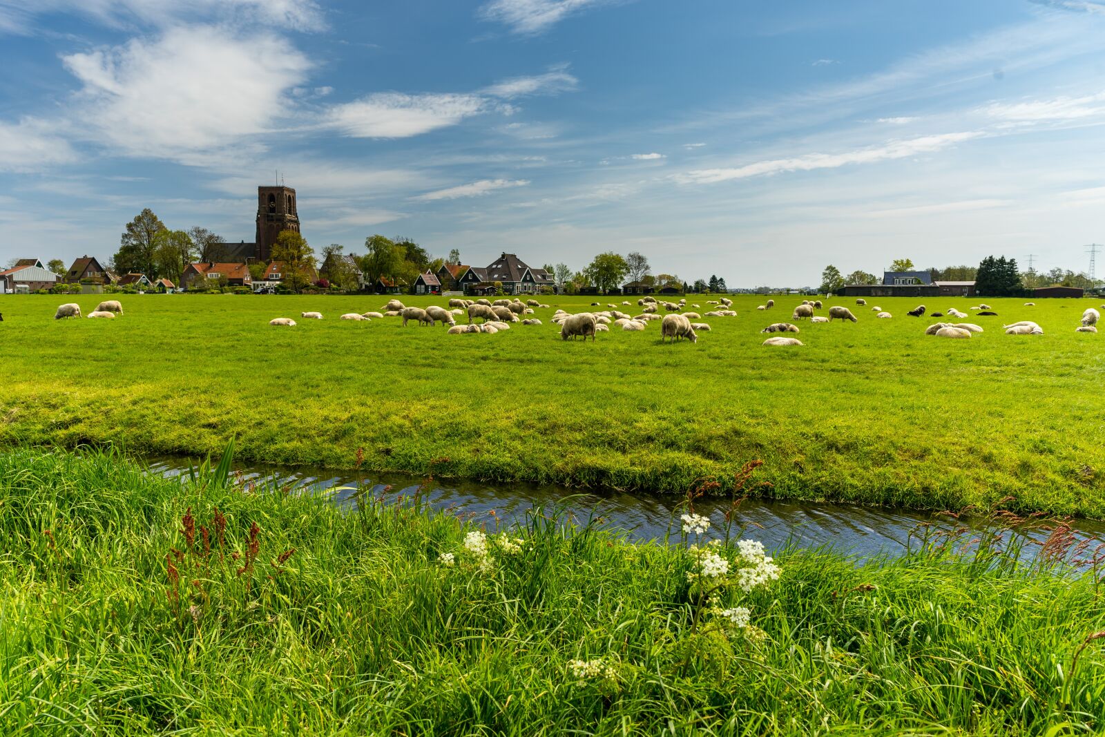 Sony a7 II + ZEISS Batis 25mm F2 sample photo. Netherlands, farm, sheep photography