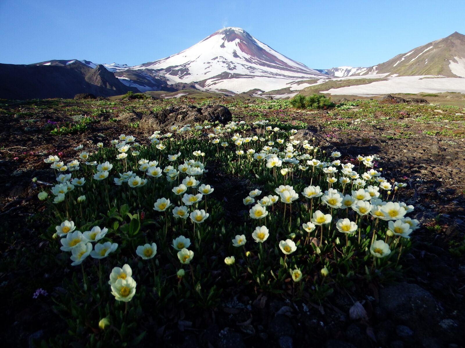 Fujifilm FinePix S1 sample photo. Volcano, the foot, flowers photography