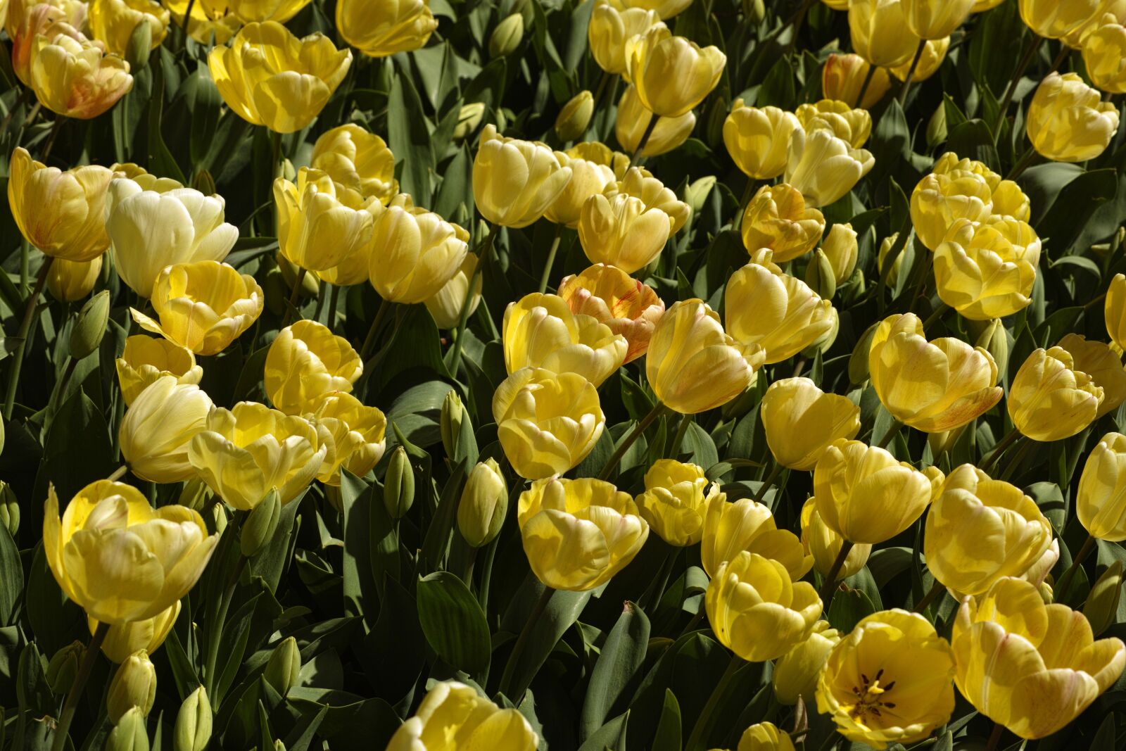 Sigma DP3 Merrill sample photo. Flower, tulips, spring photography