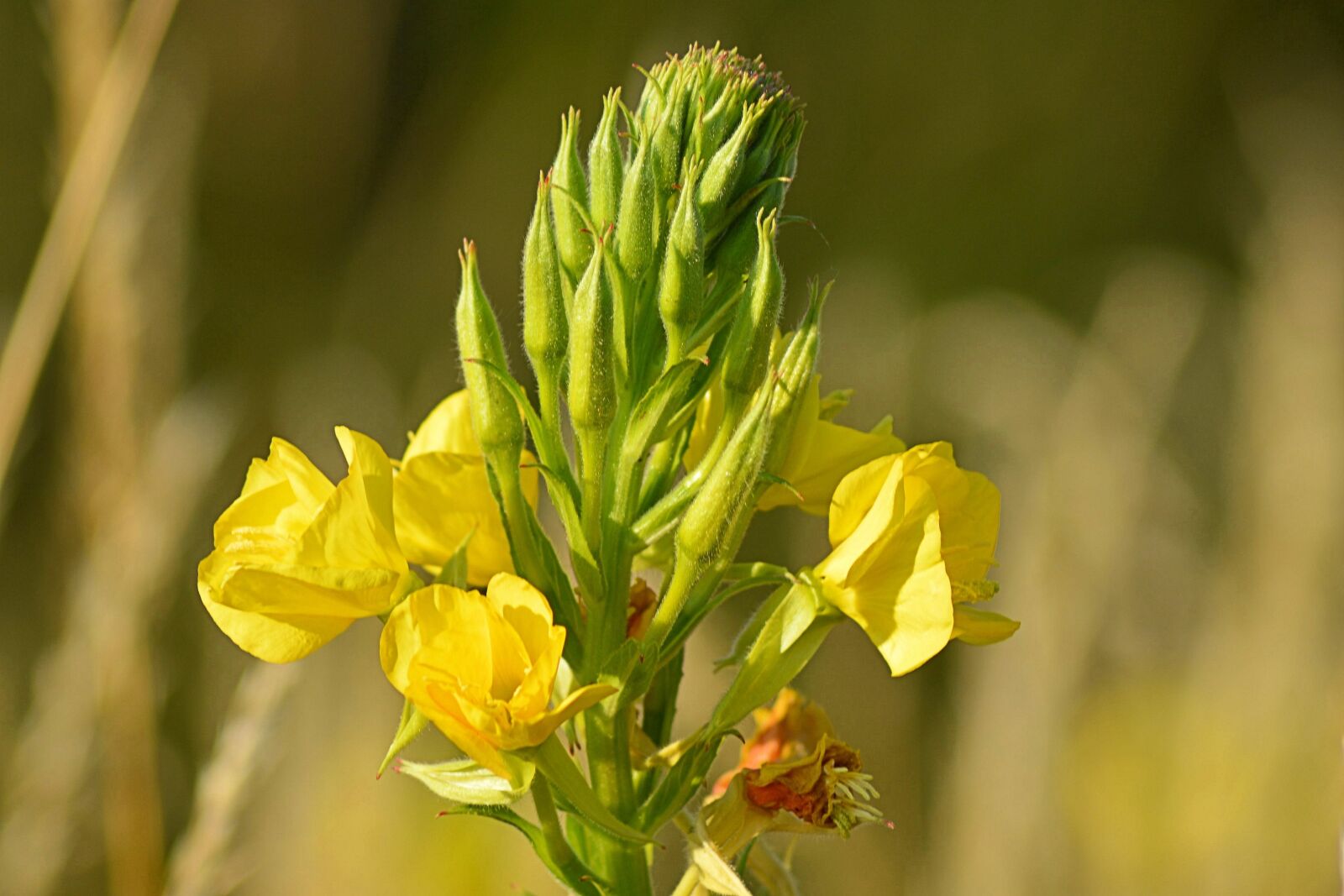 Nikon D3200 sample photo. Pink evening primrose, bloom photography