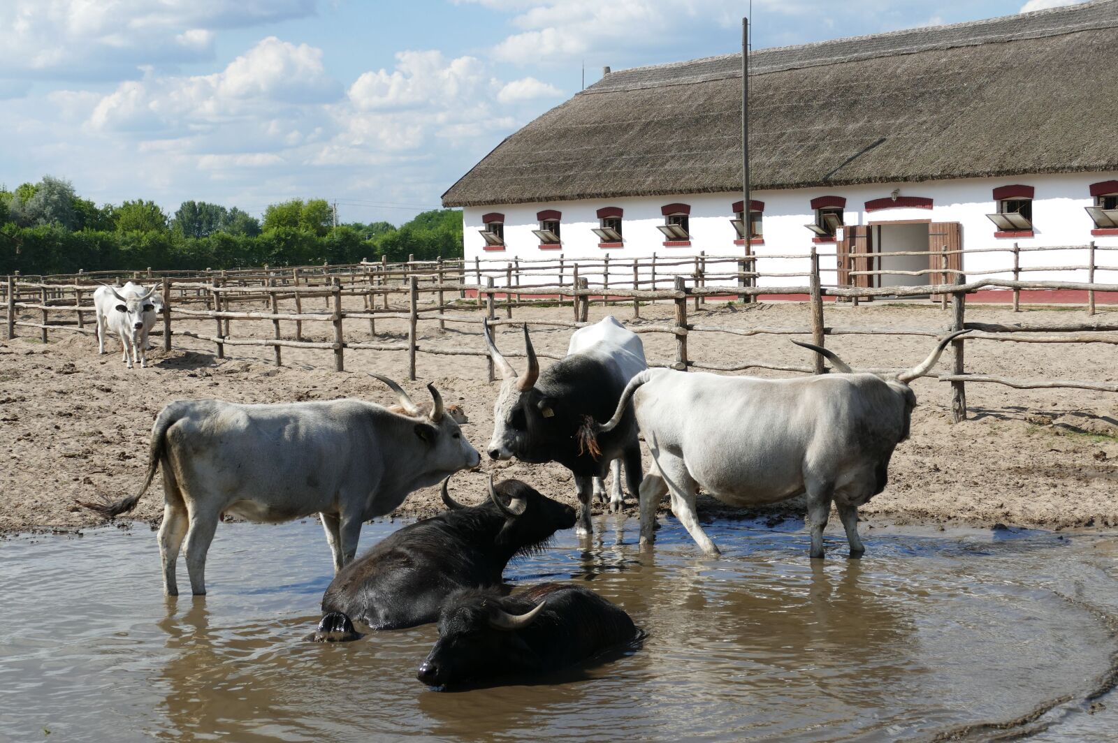 Panasonic Lumix DMC-FZ1000 sample photo. Puszta, hungary, tourism photography
