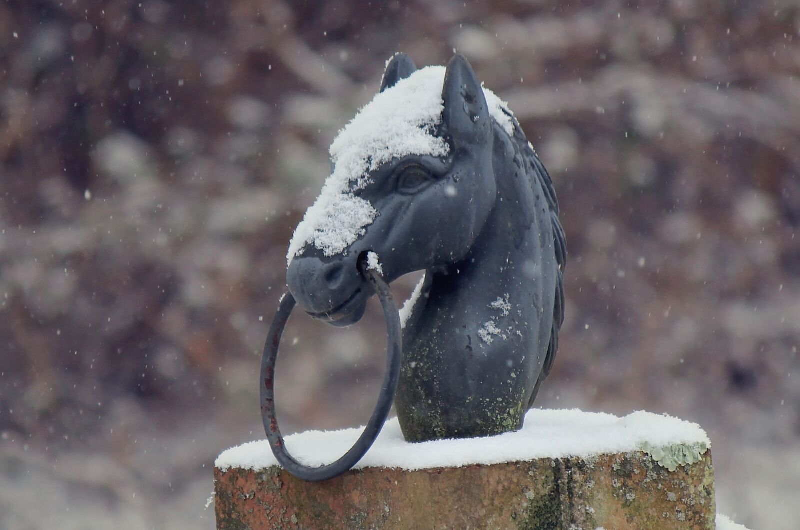 Canon EOS 700D (EOS Rebel T5i / EOS Kiss X7i) sample photo. Iron, horse, head photography
