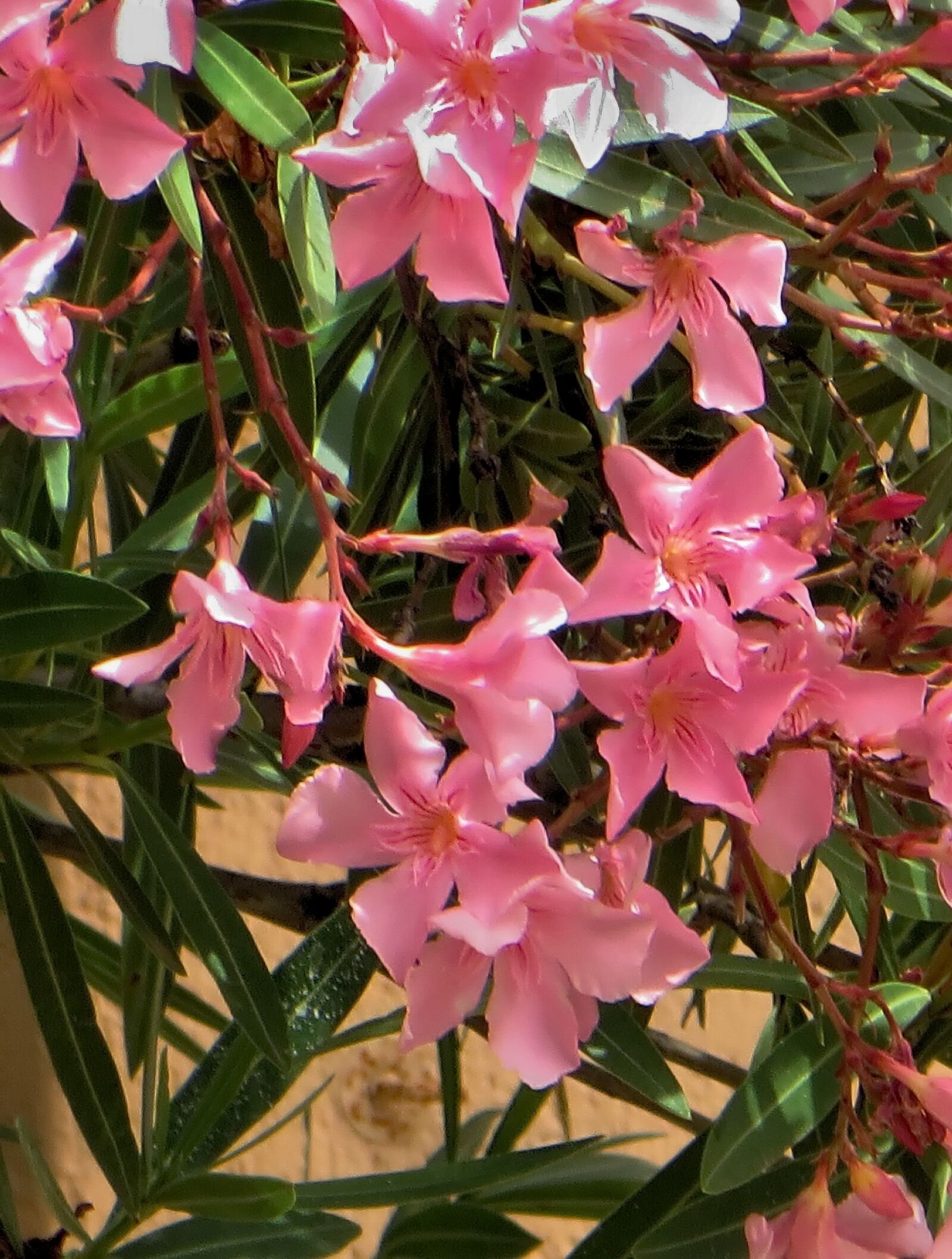 Canon PowerShot SX270 HS sample photo. Oleander, flower, pink photography