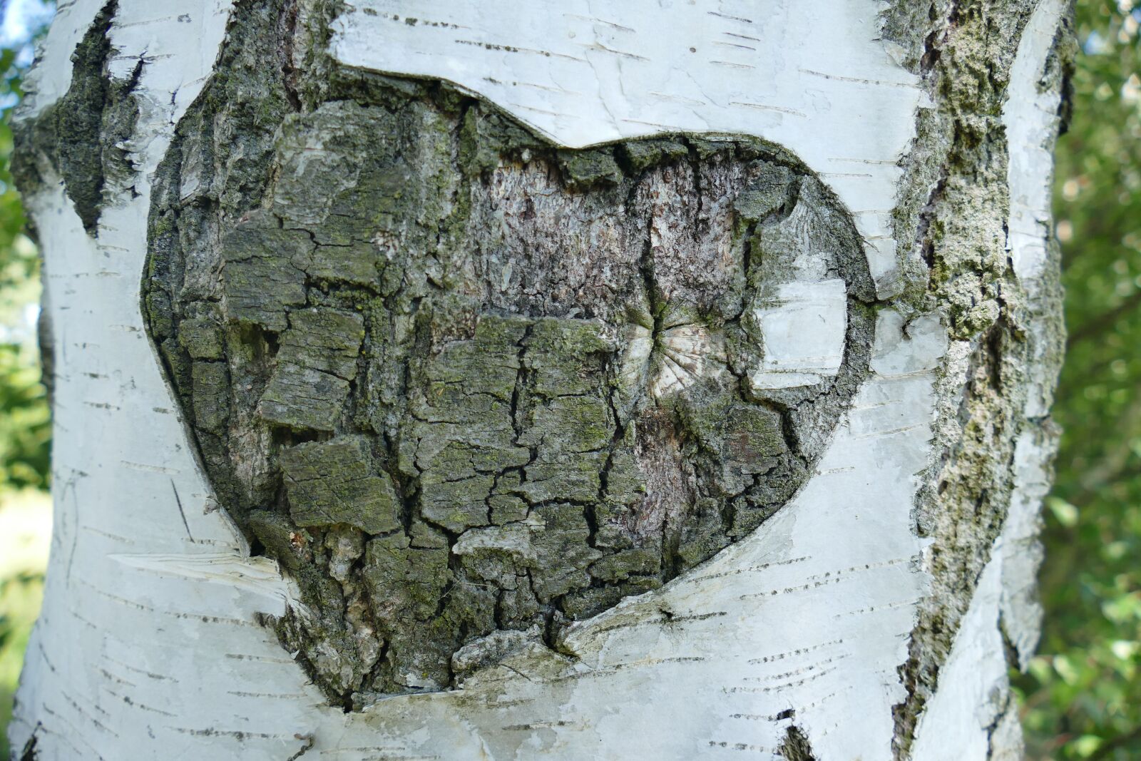 Panasonic Lumix DMC-FZ1000 sample photo. Birch, tree, bark photography