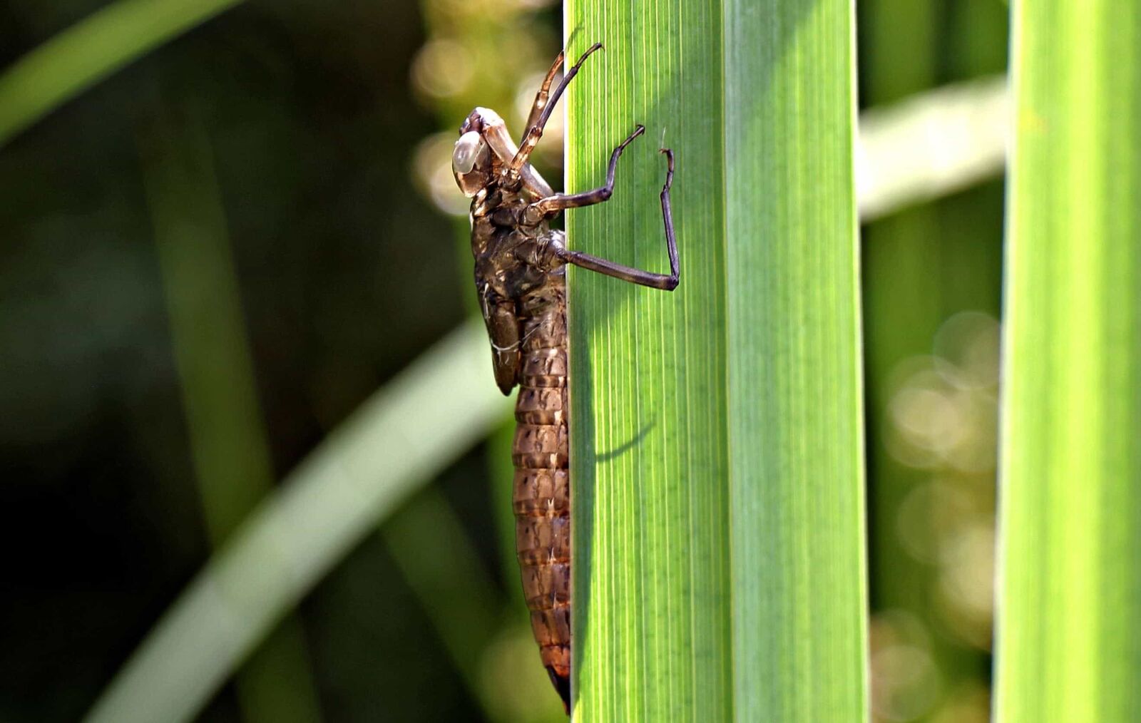 Canon EOS 550D (EOS Rebel T2i / EOS Kiss X4) sample photo. Insect, nature, animal, plant photography