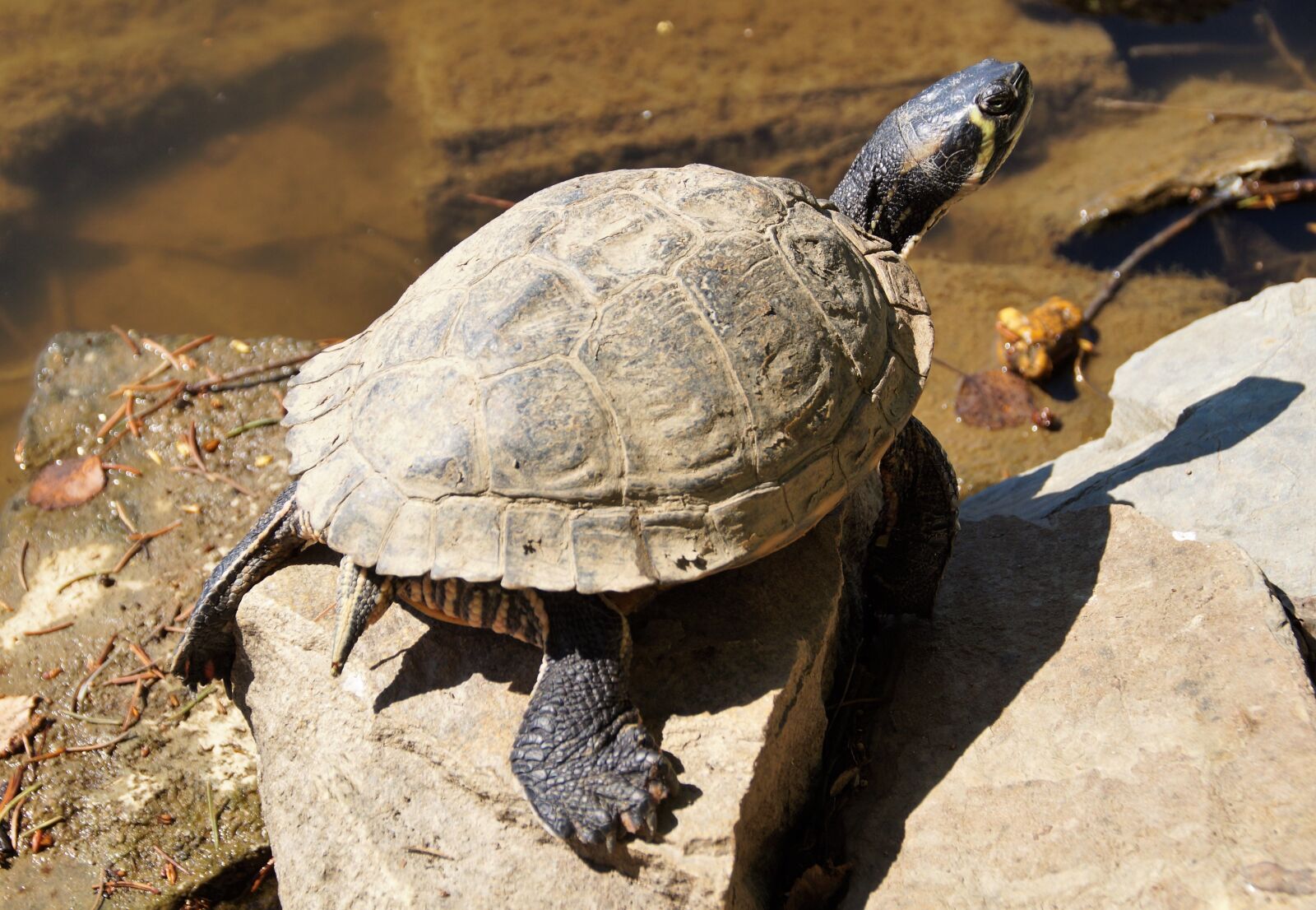 Sony SLT-A58 sample photo. Turtle, gorgeous, water photography