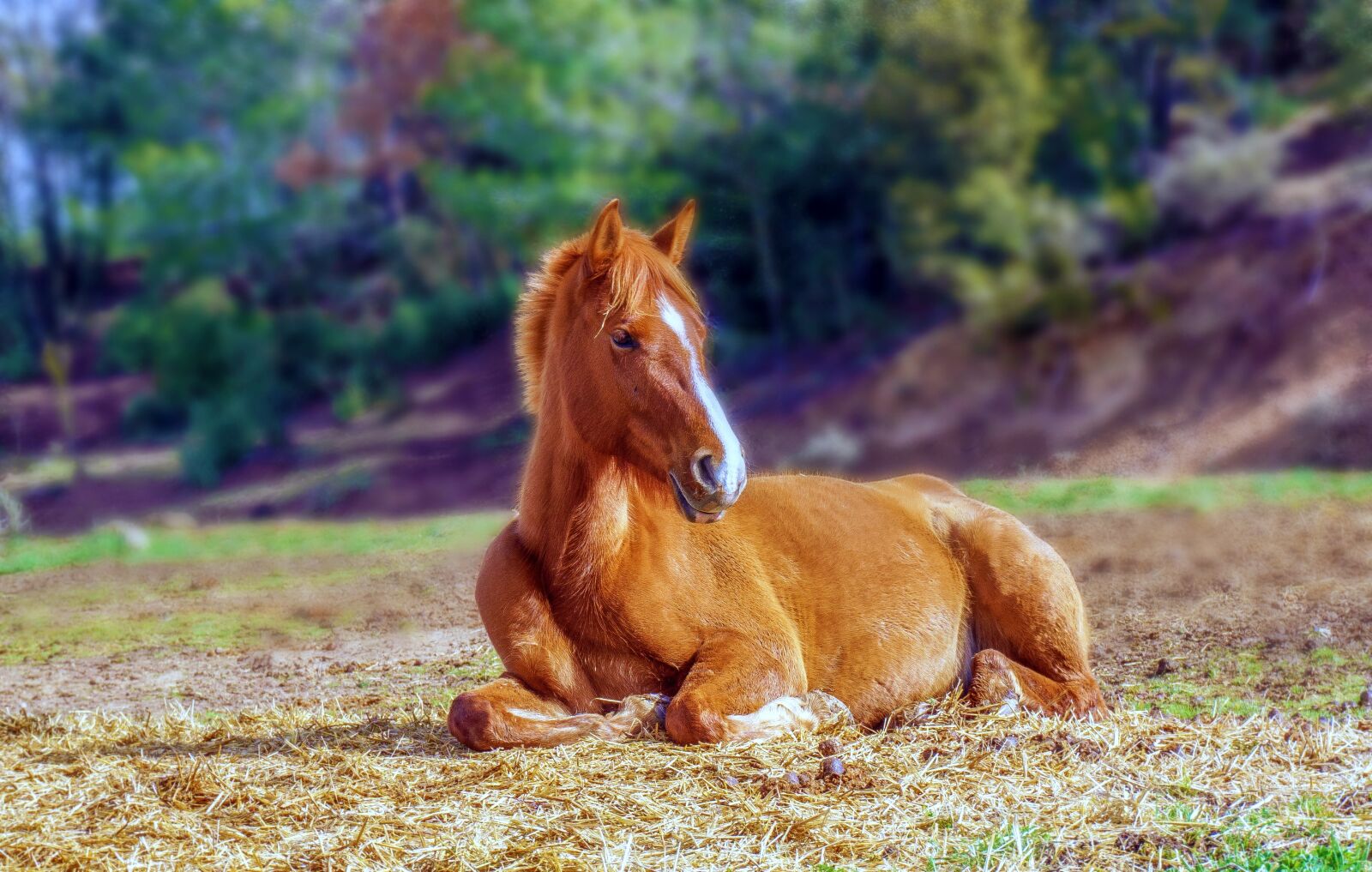 Sony a6000 sample photo. Horse, brown, colt photography