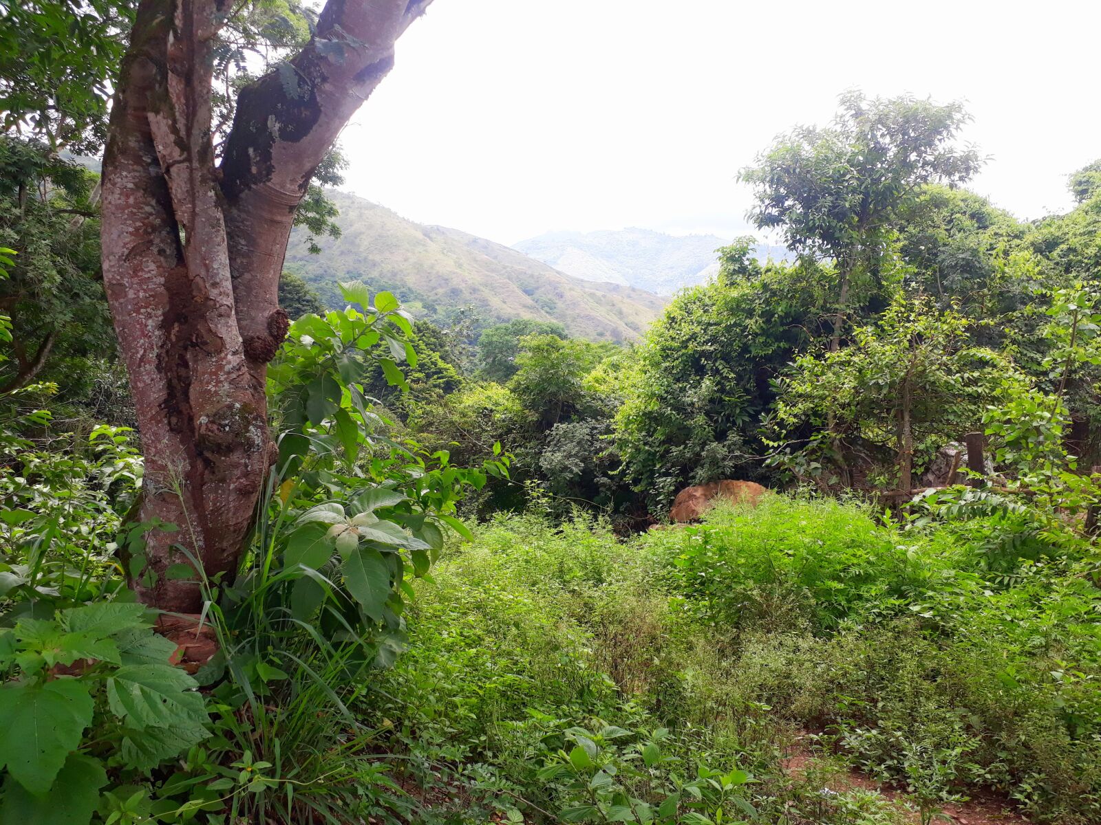Samsung Galaxy J5 Prime sample photo. Nature, trees, landscapes photography